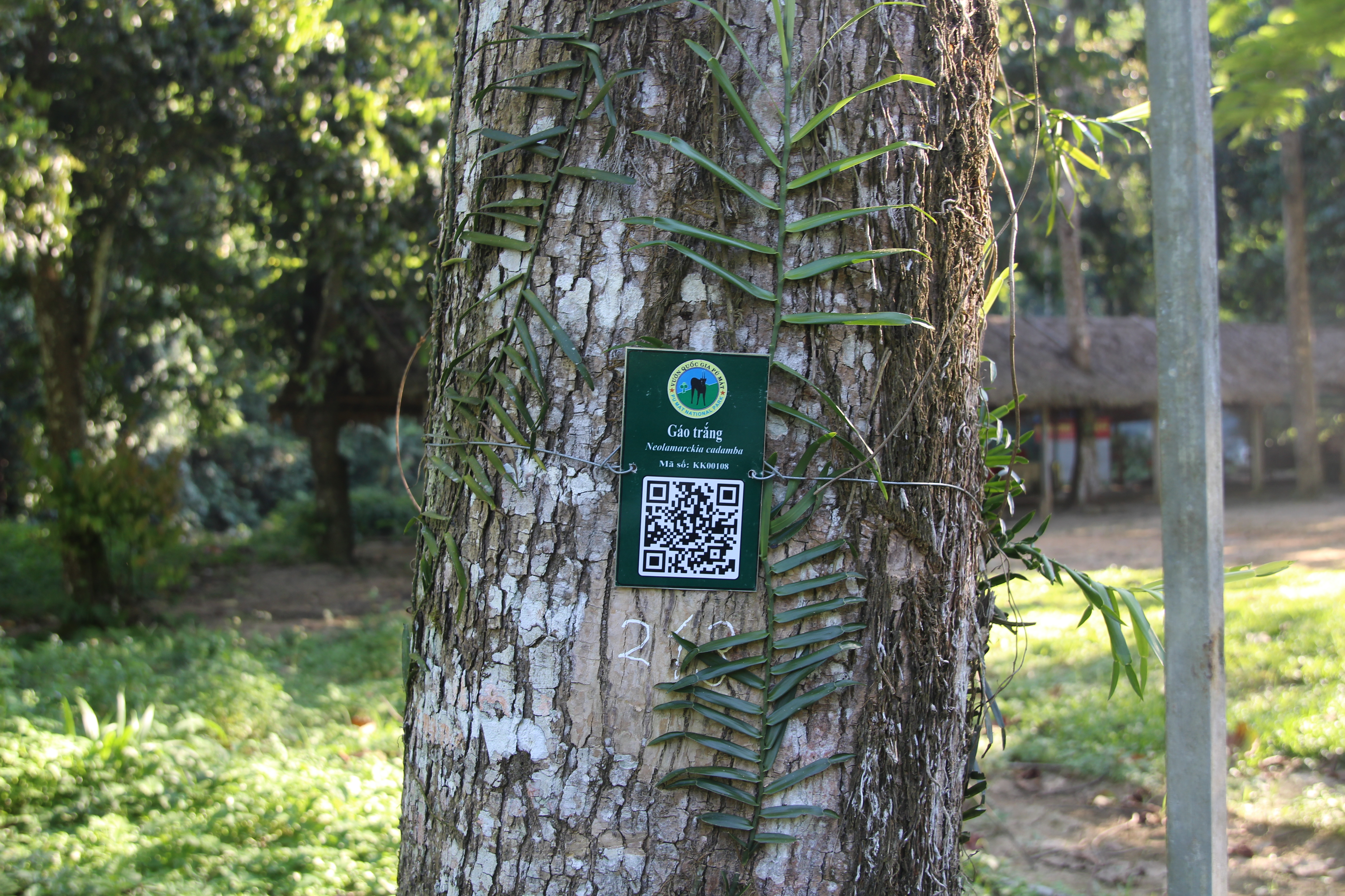 Gáo trắng