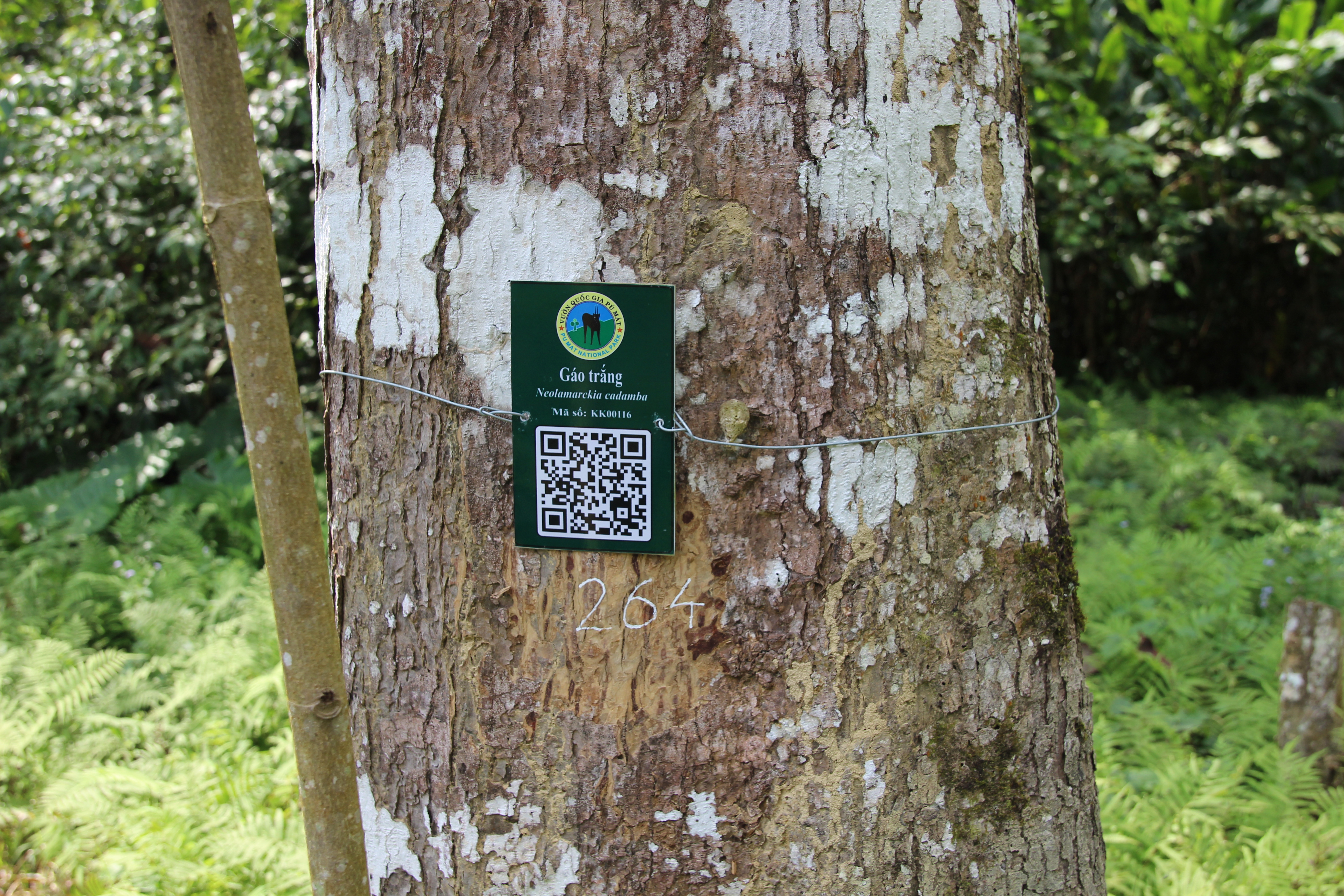 Gáo trắng