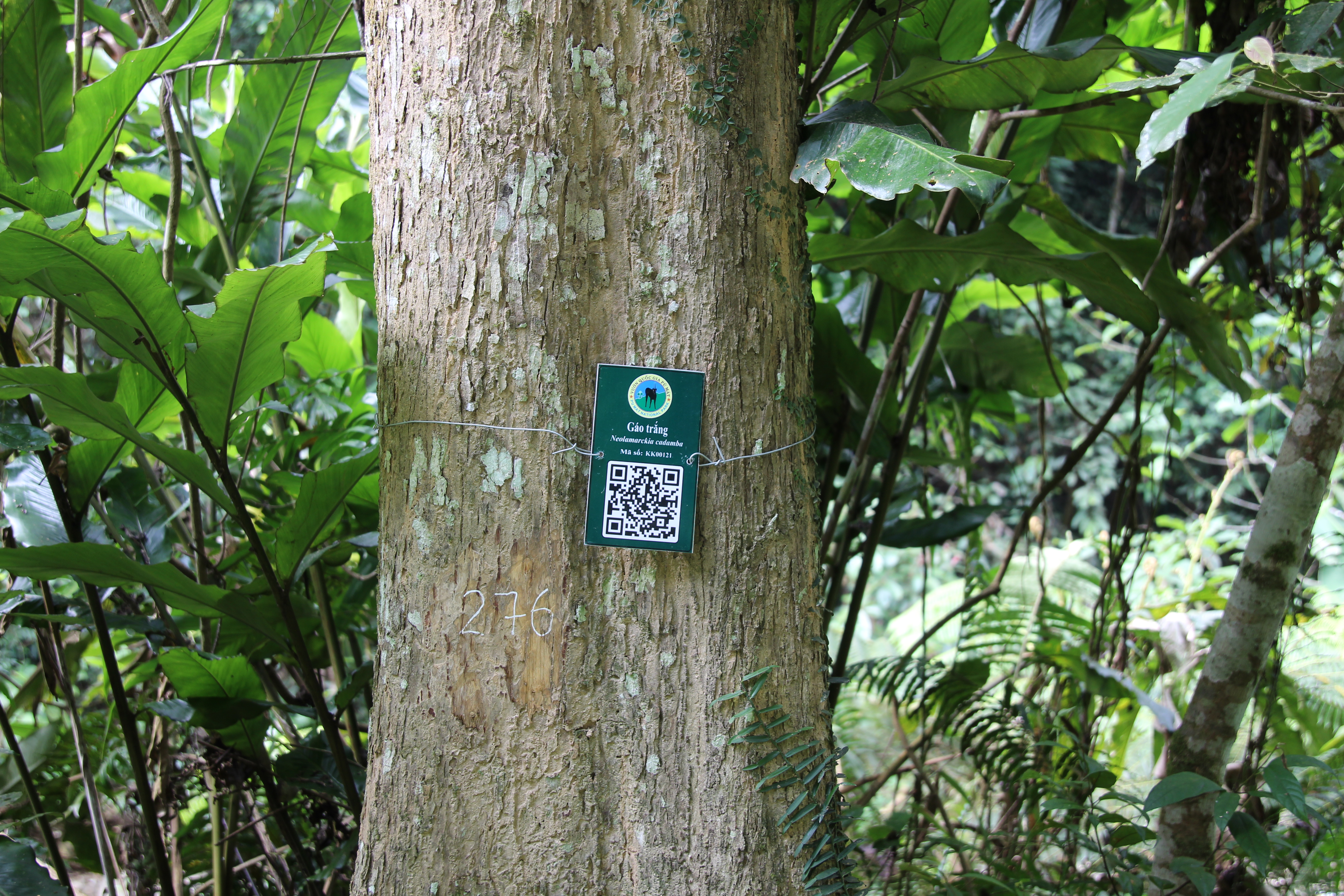 Gáo trắng