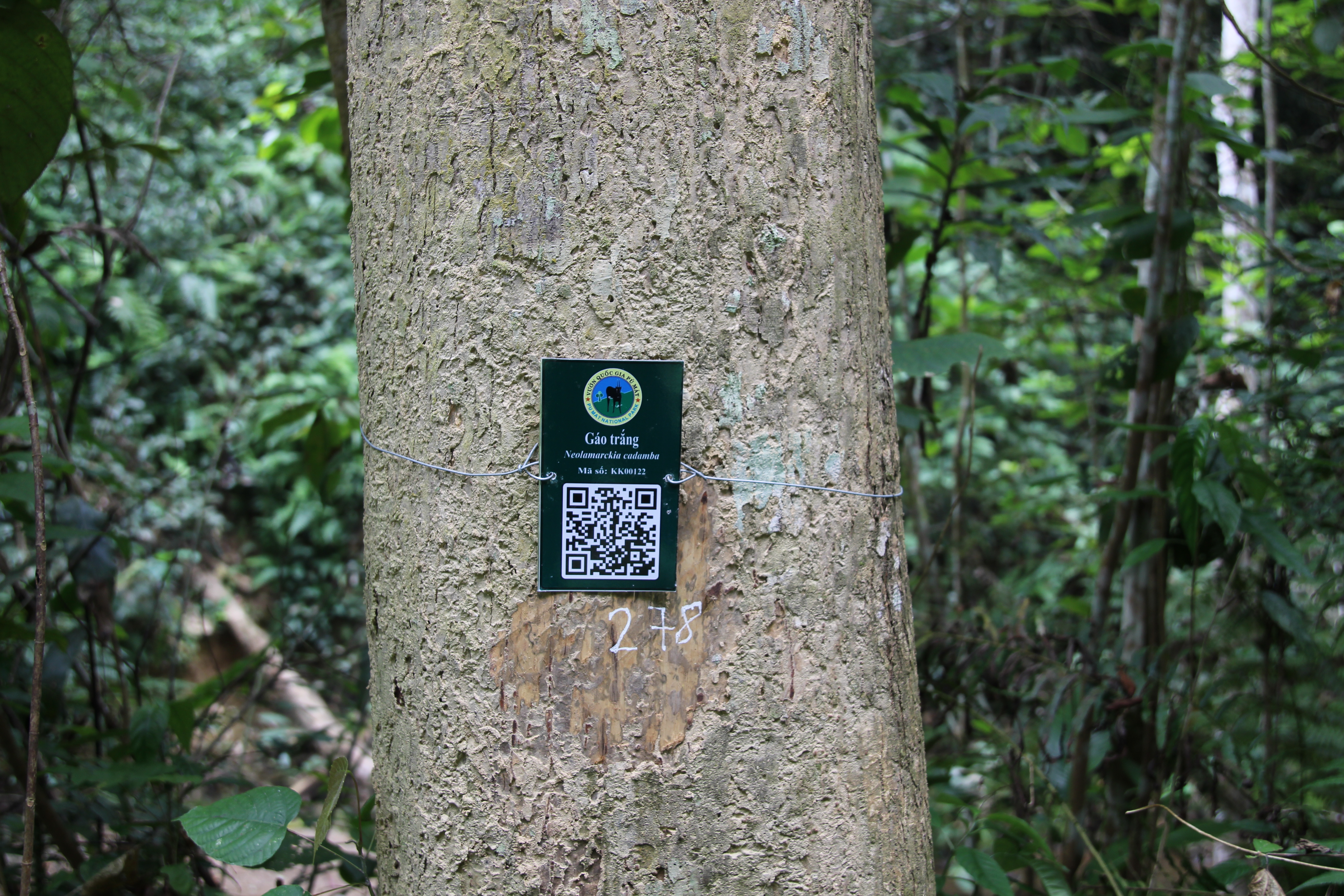 Gáo trắng