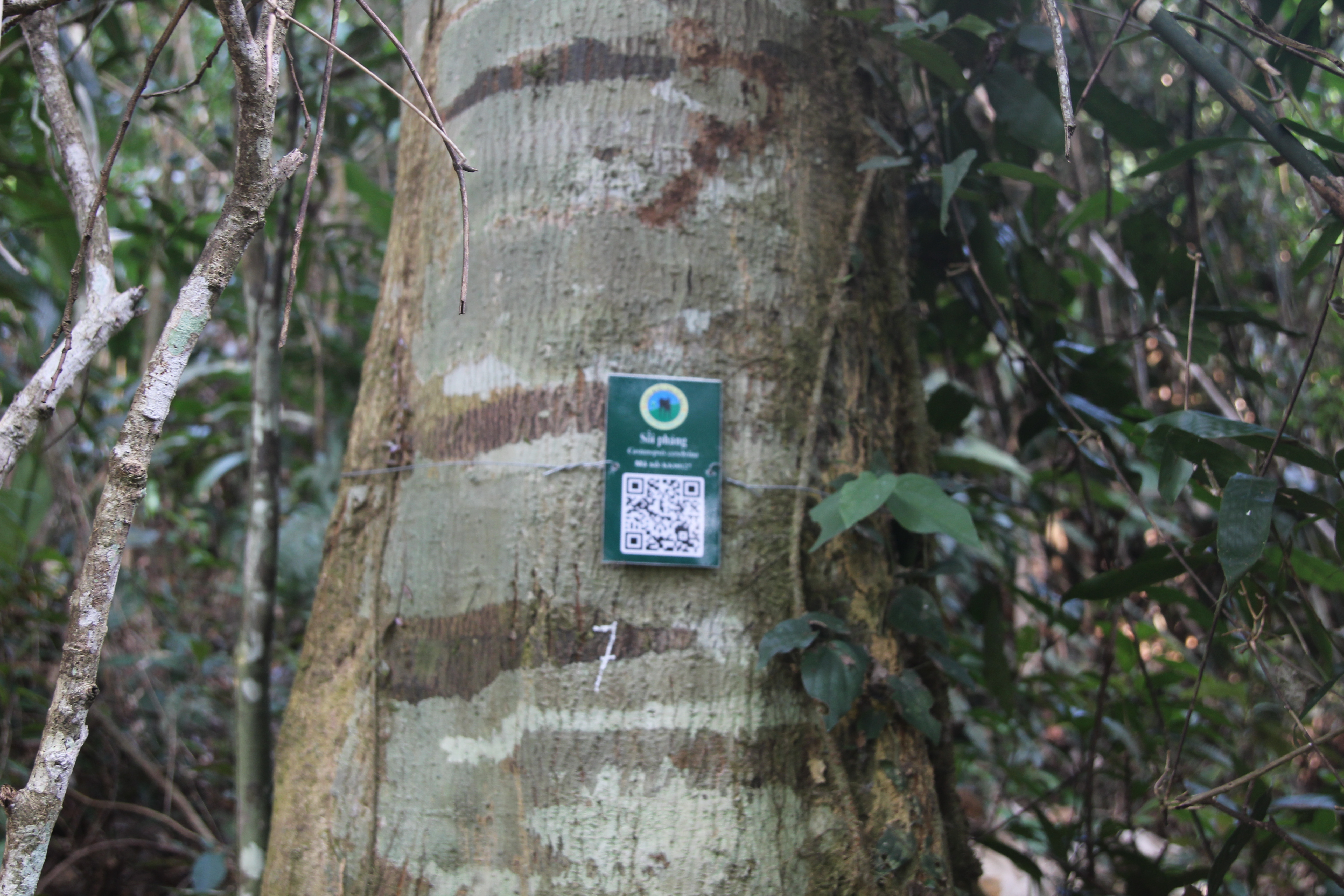 Sồi phảng