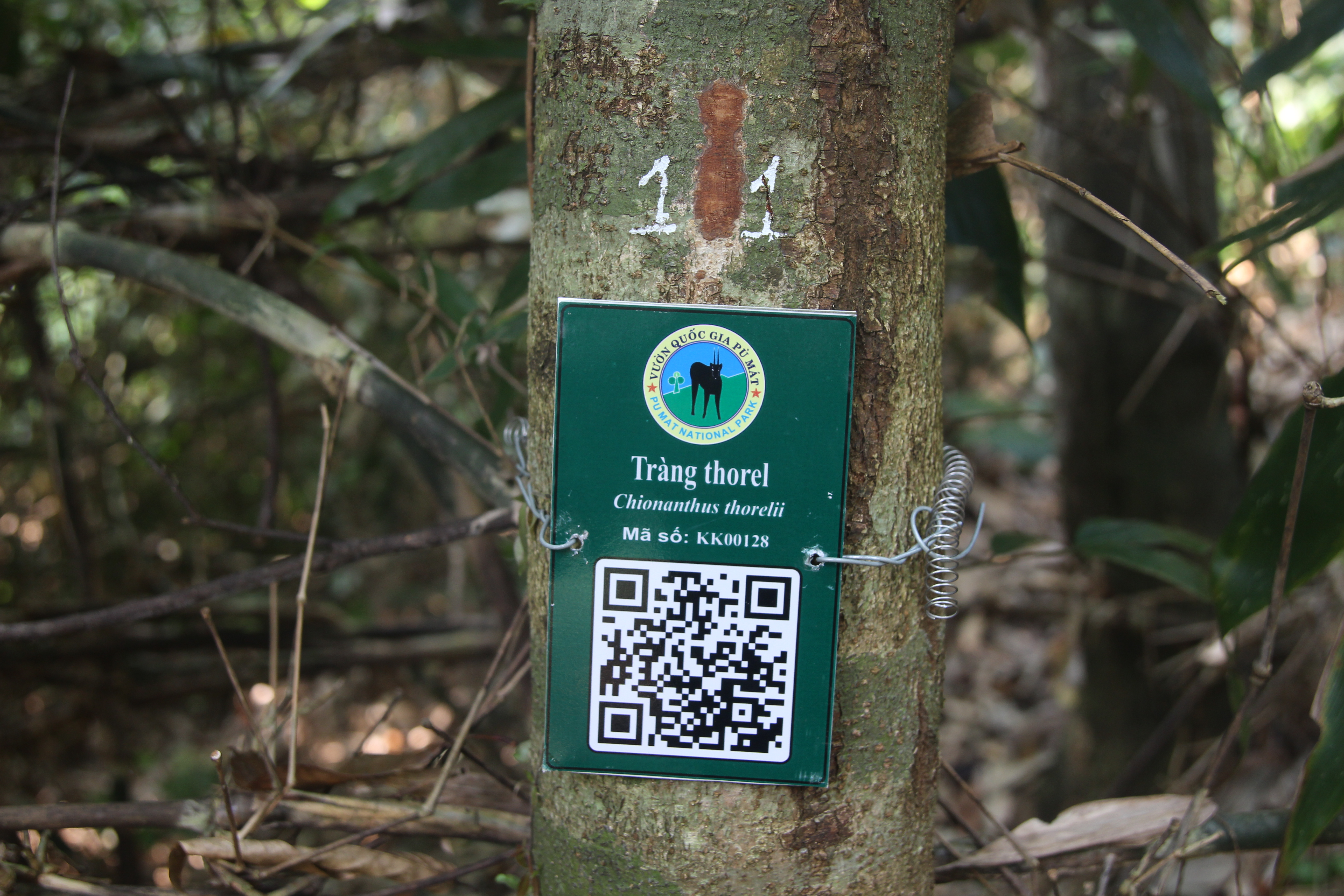 Tràng thorel
