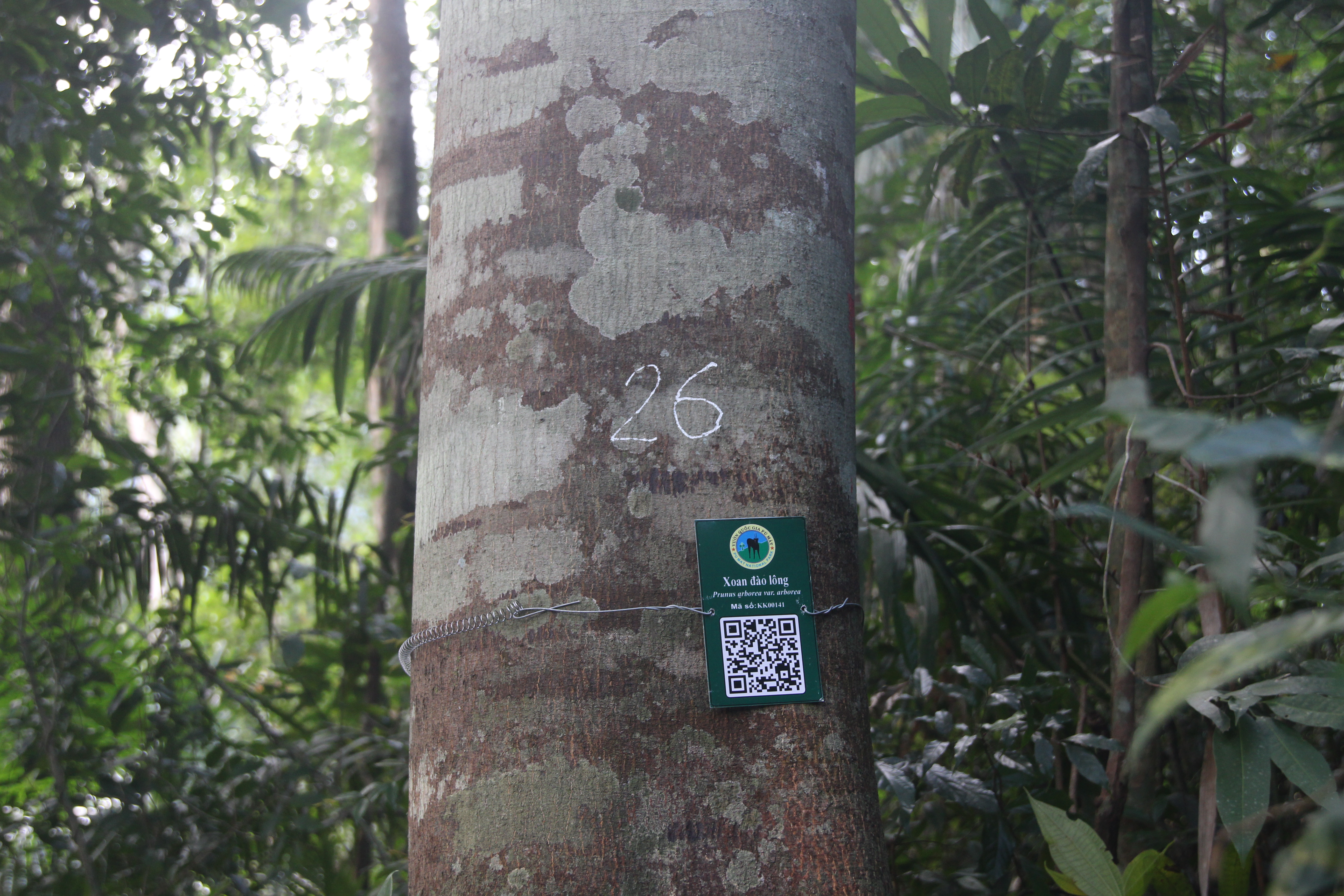Xoan đào lông