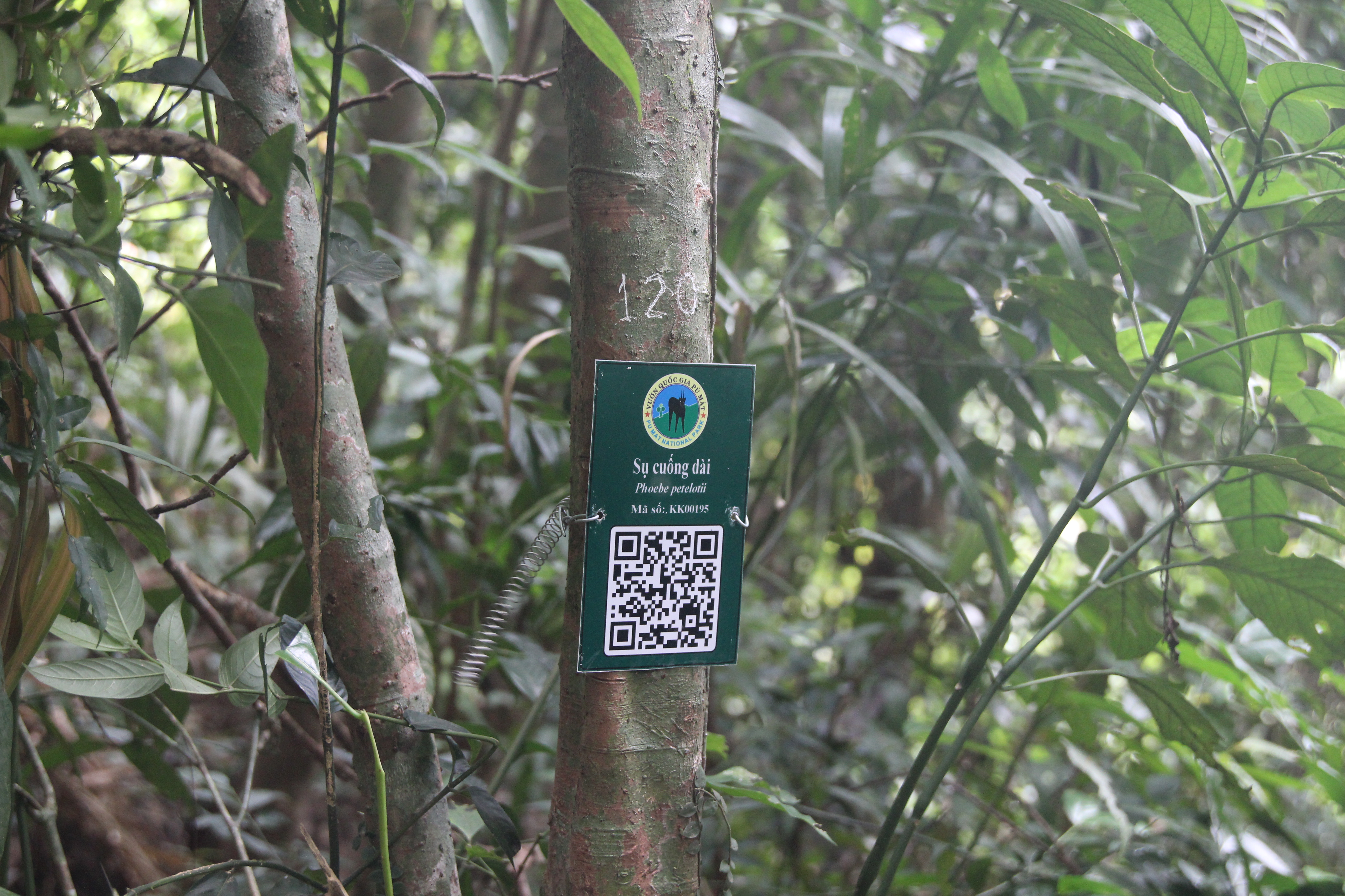 Sụ cuống dài