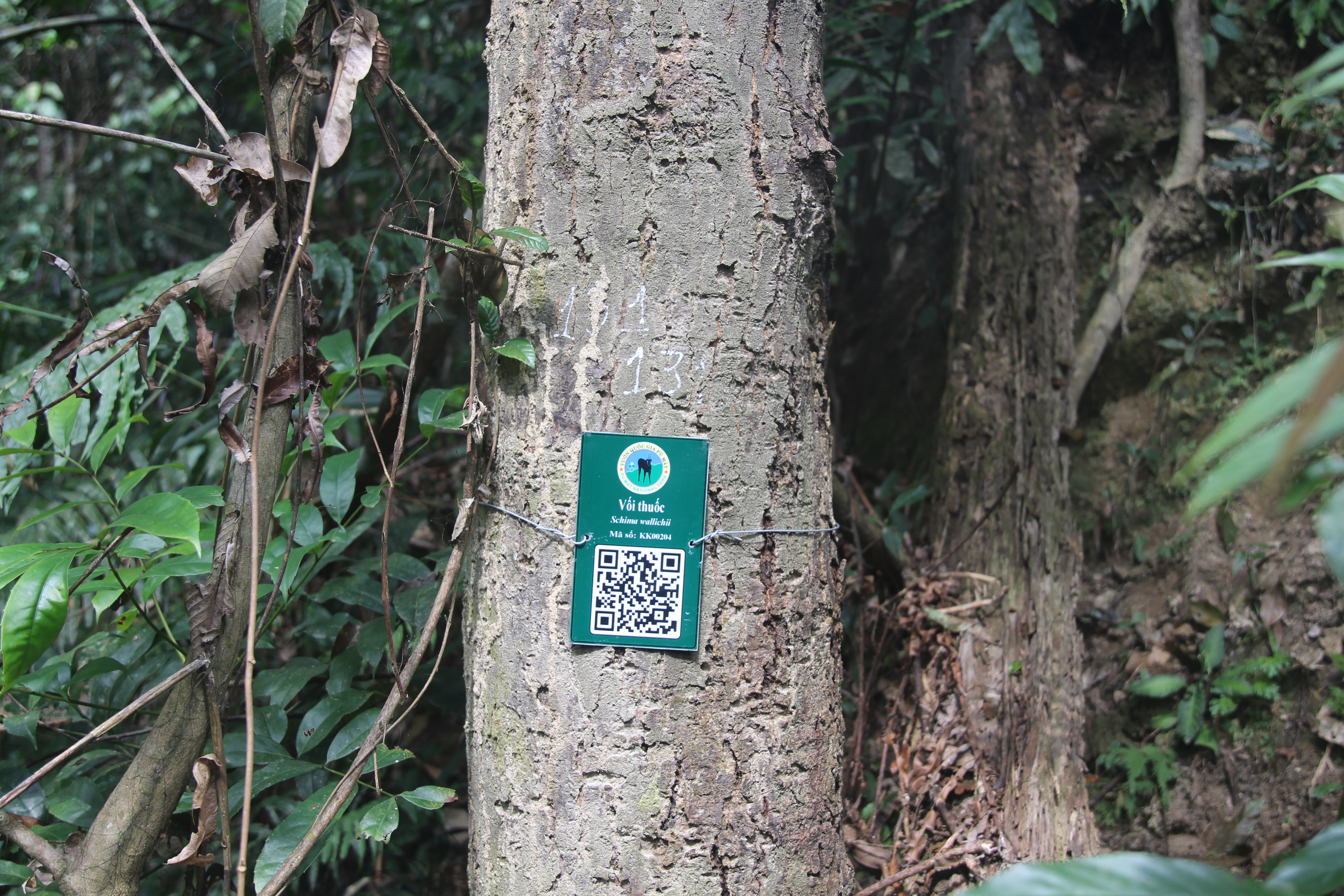 Vối thuốc