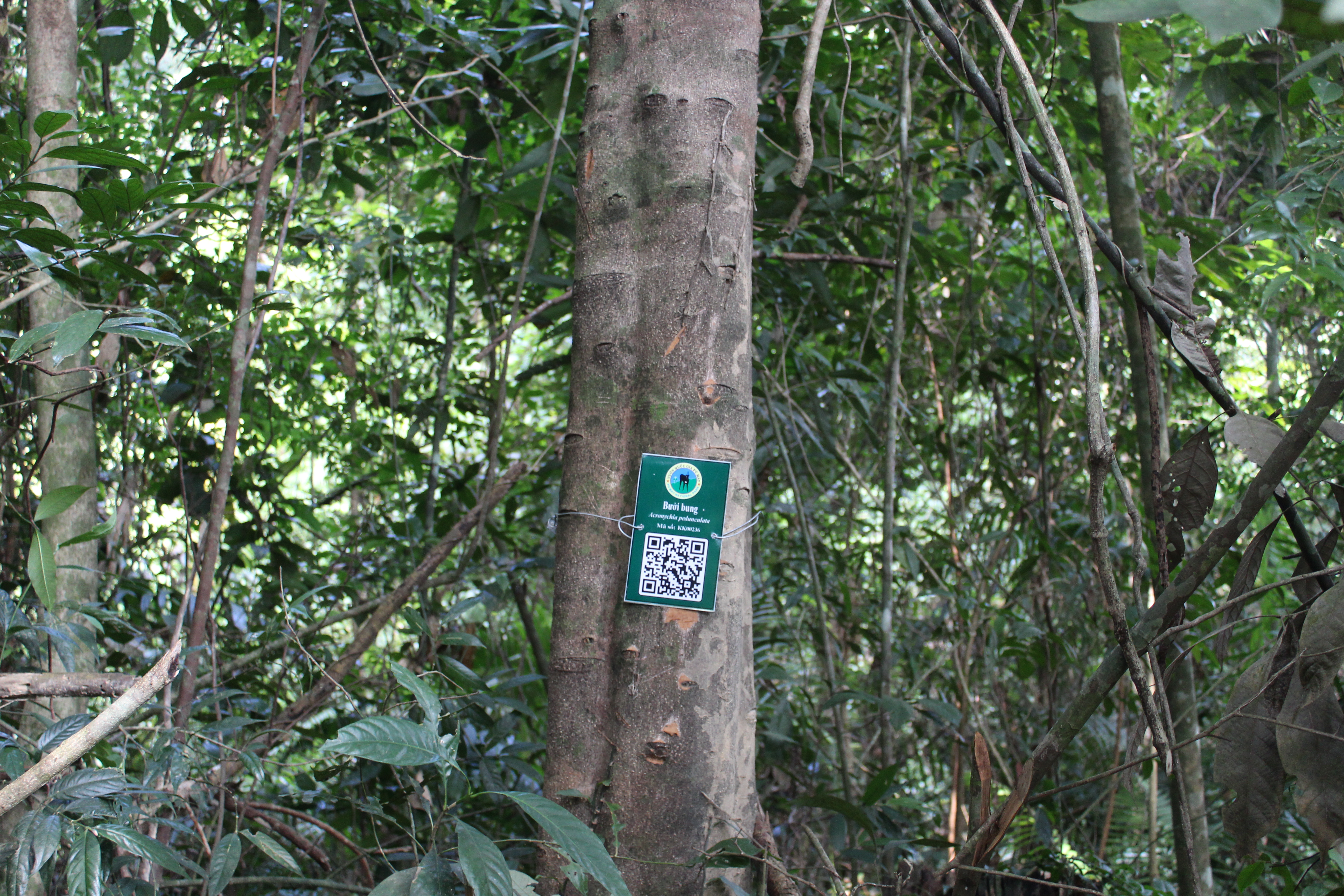 Bưởi bung