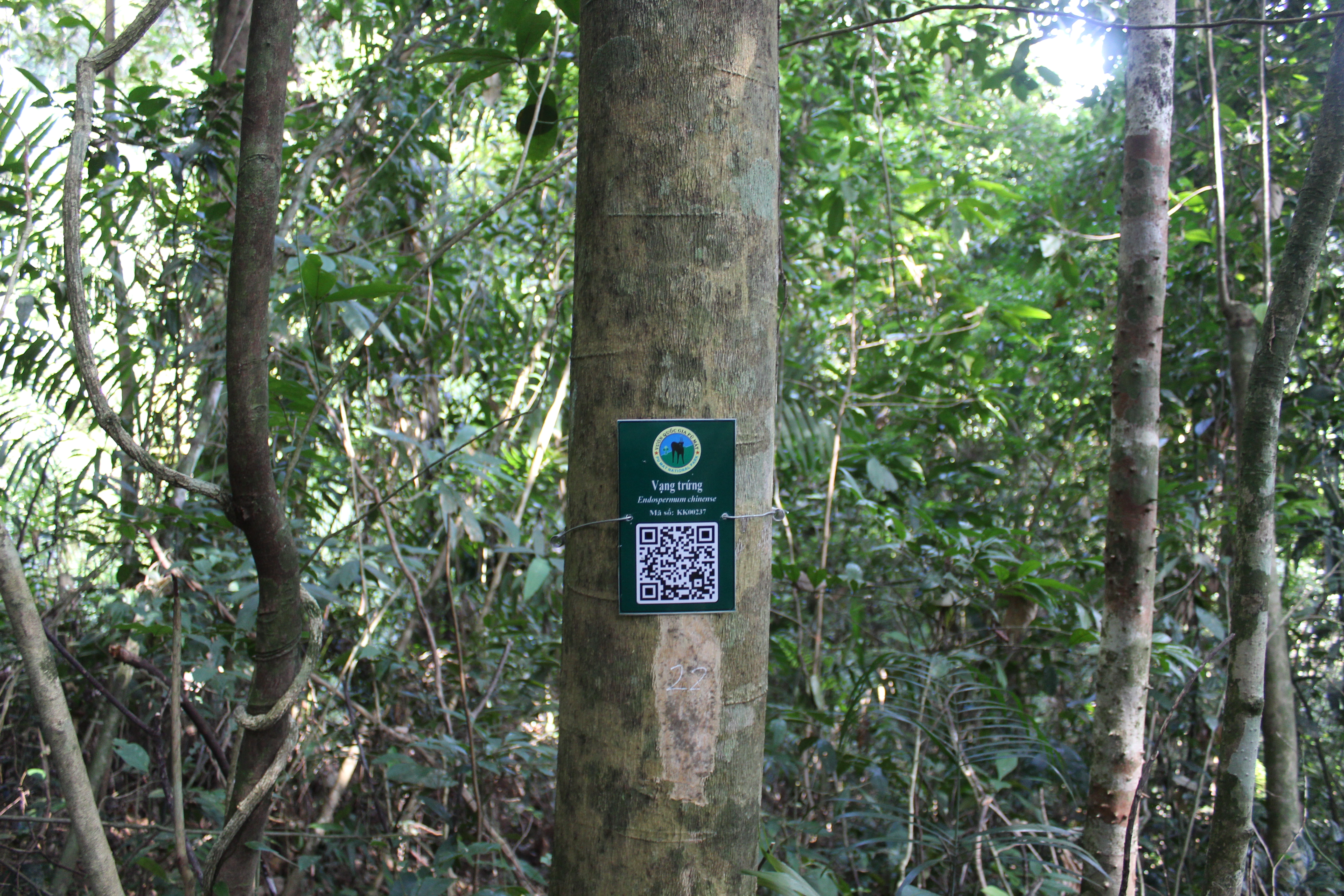 Vạng trứng