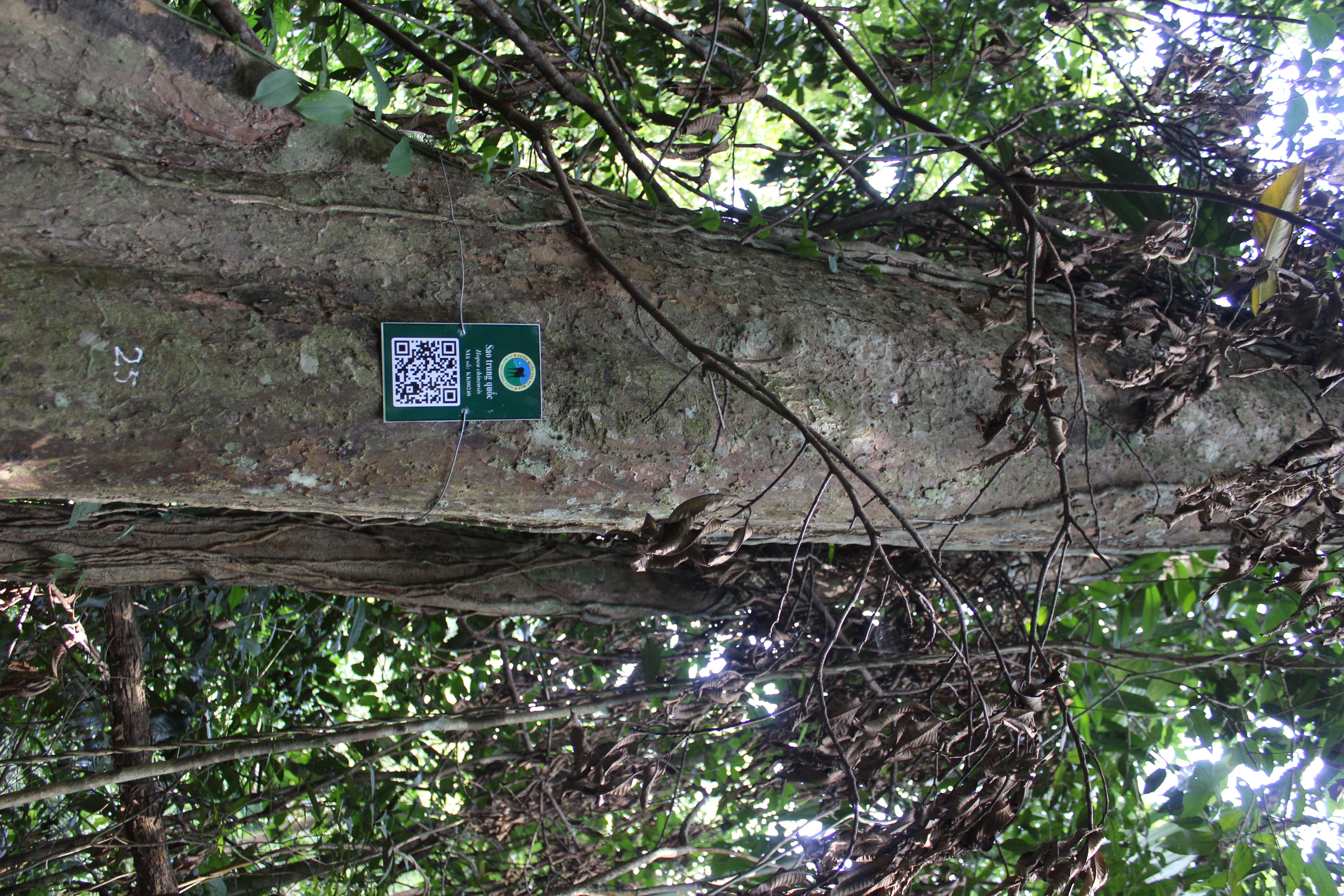 Sao trung quốc