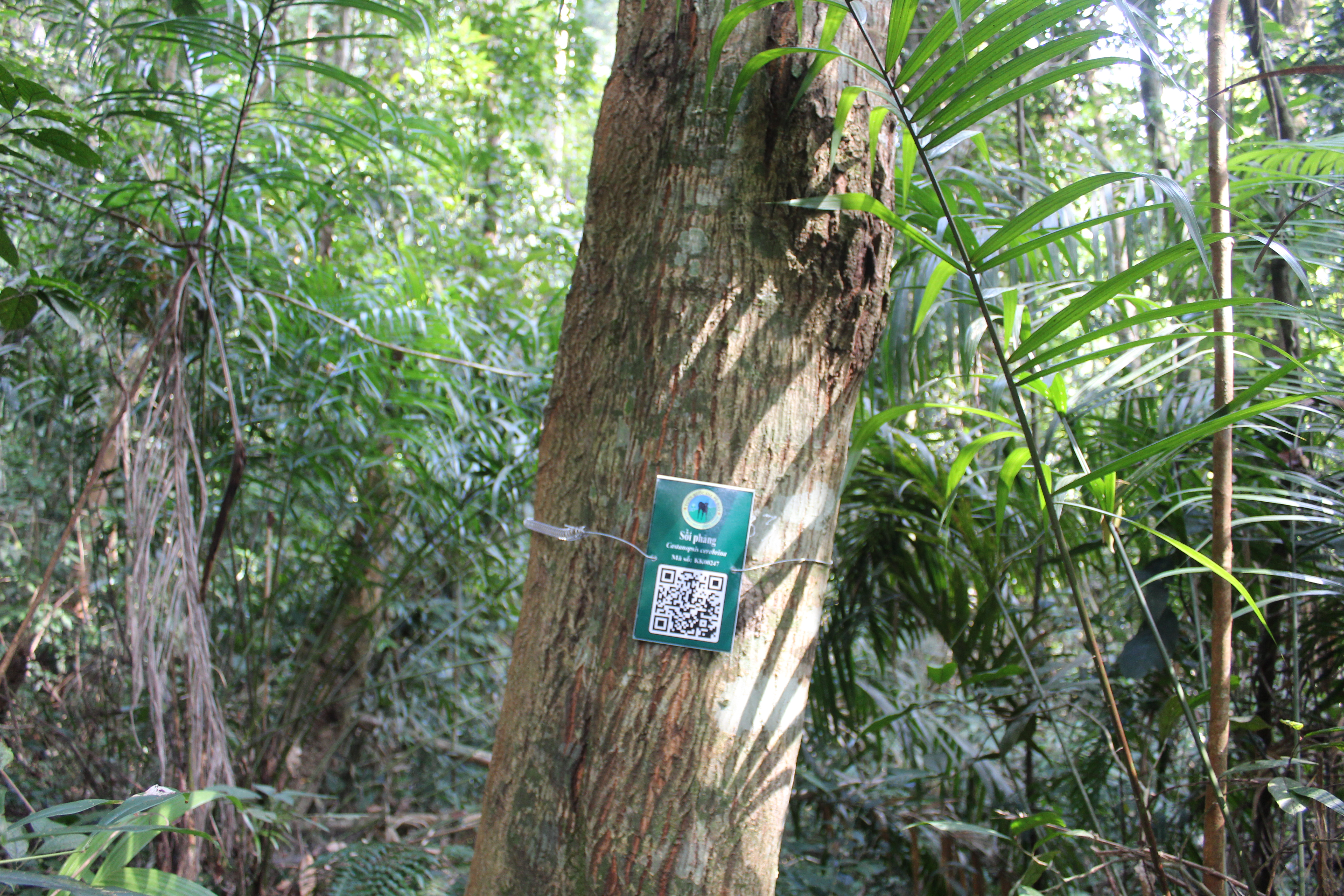 Sồi phảng