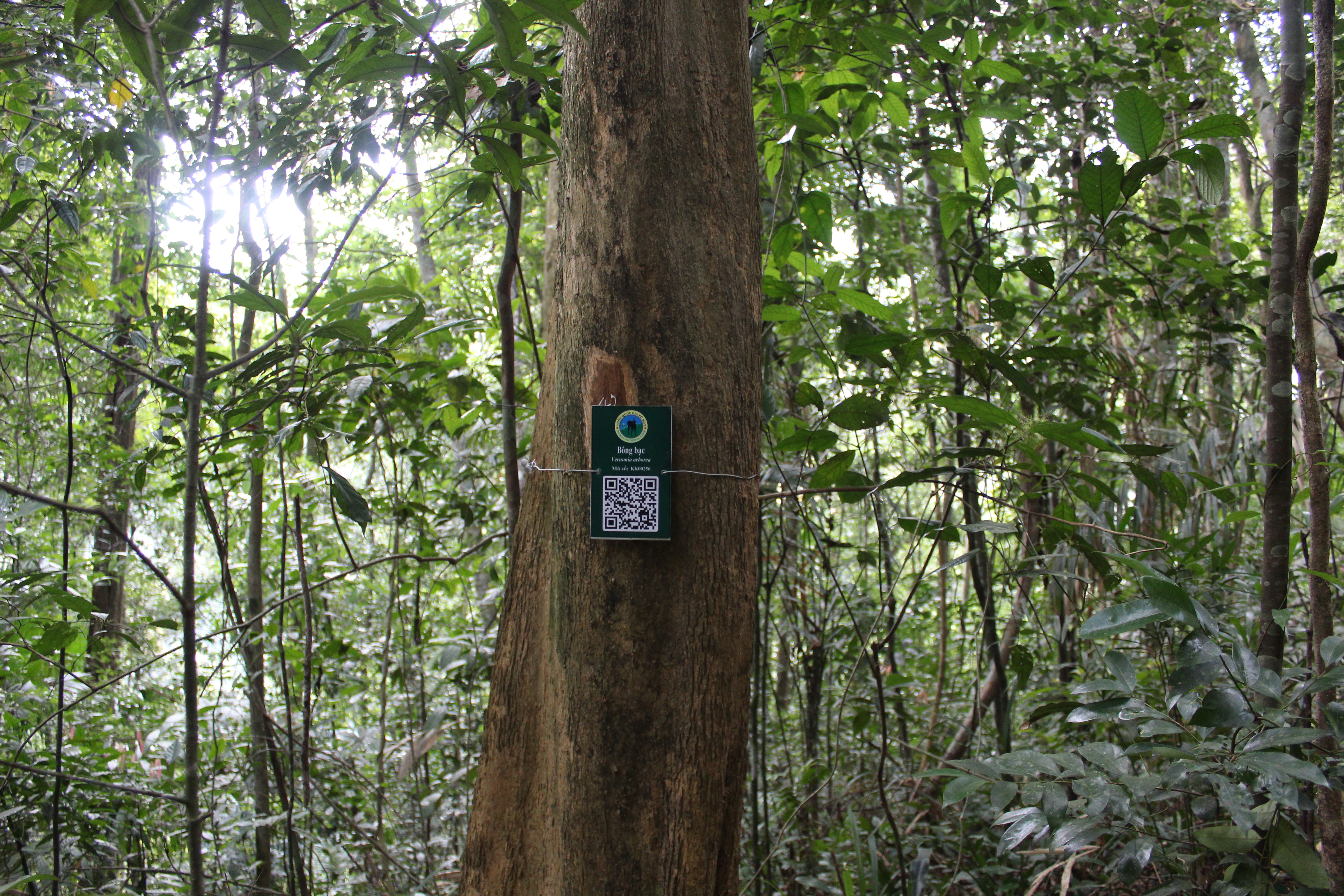 Bông bạc