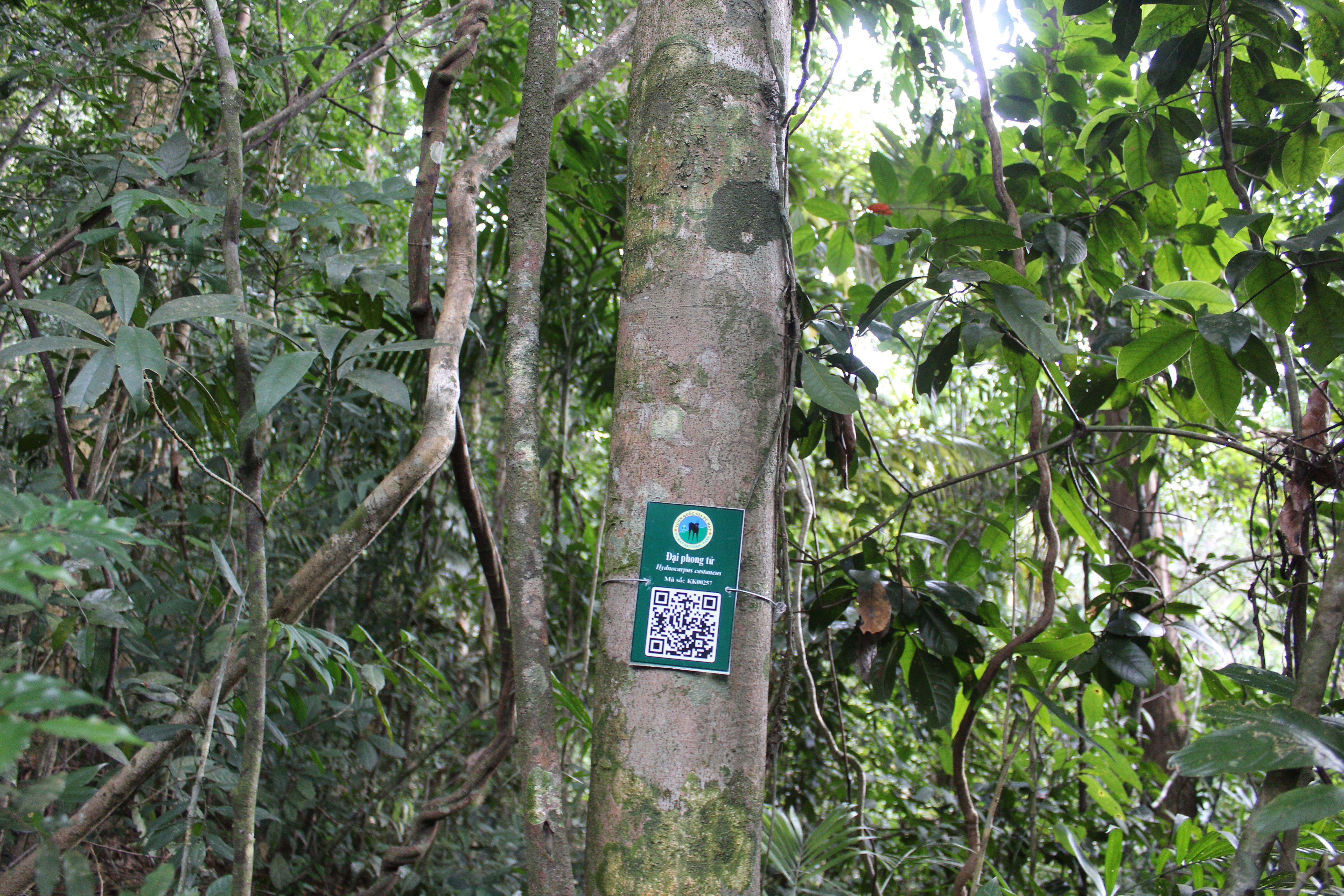 Đại phong tử