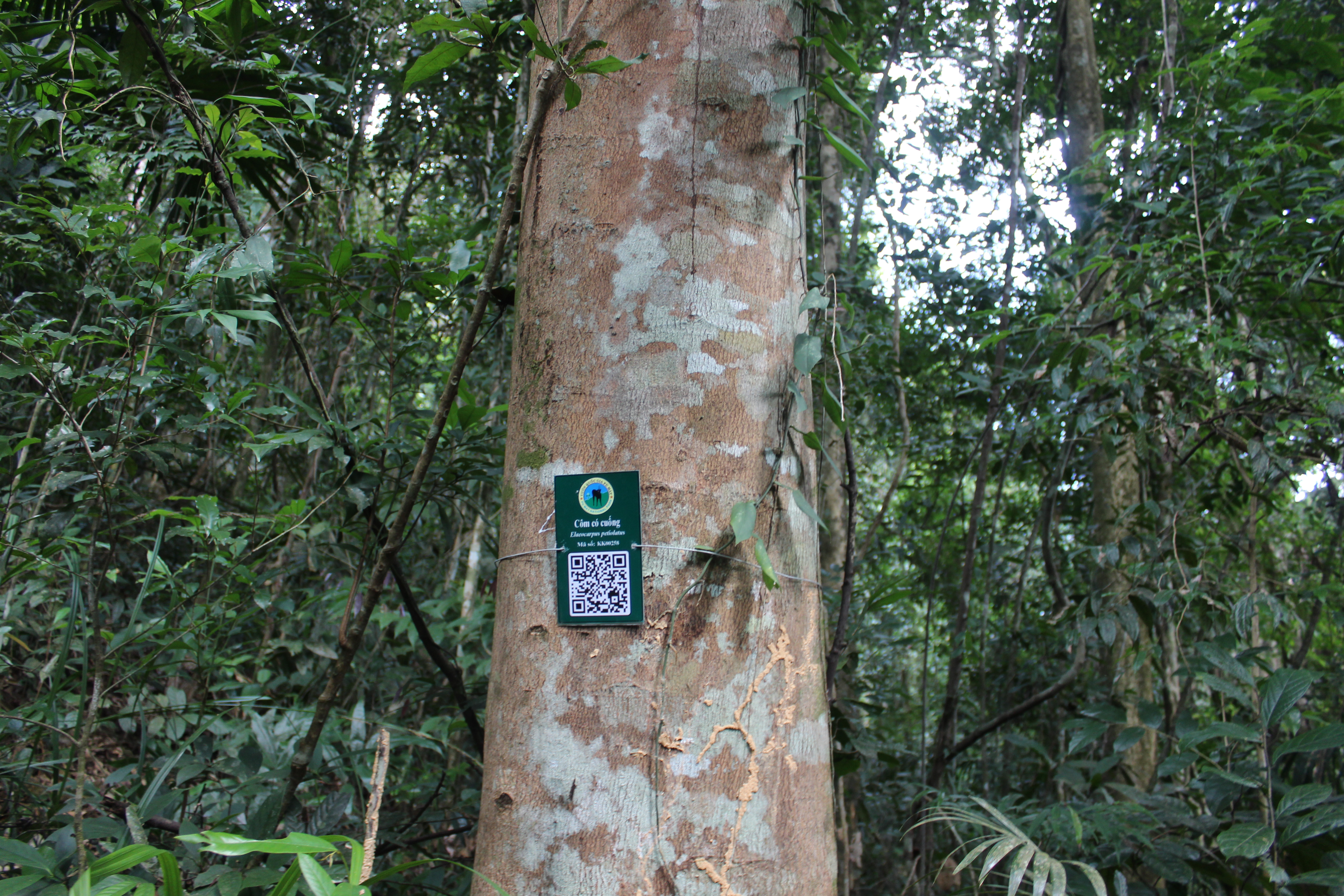 Côm có cuống