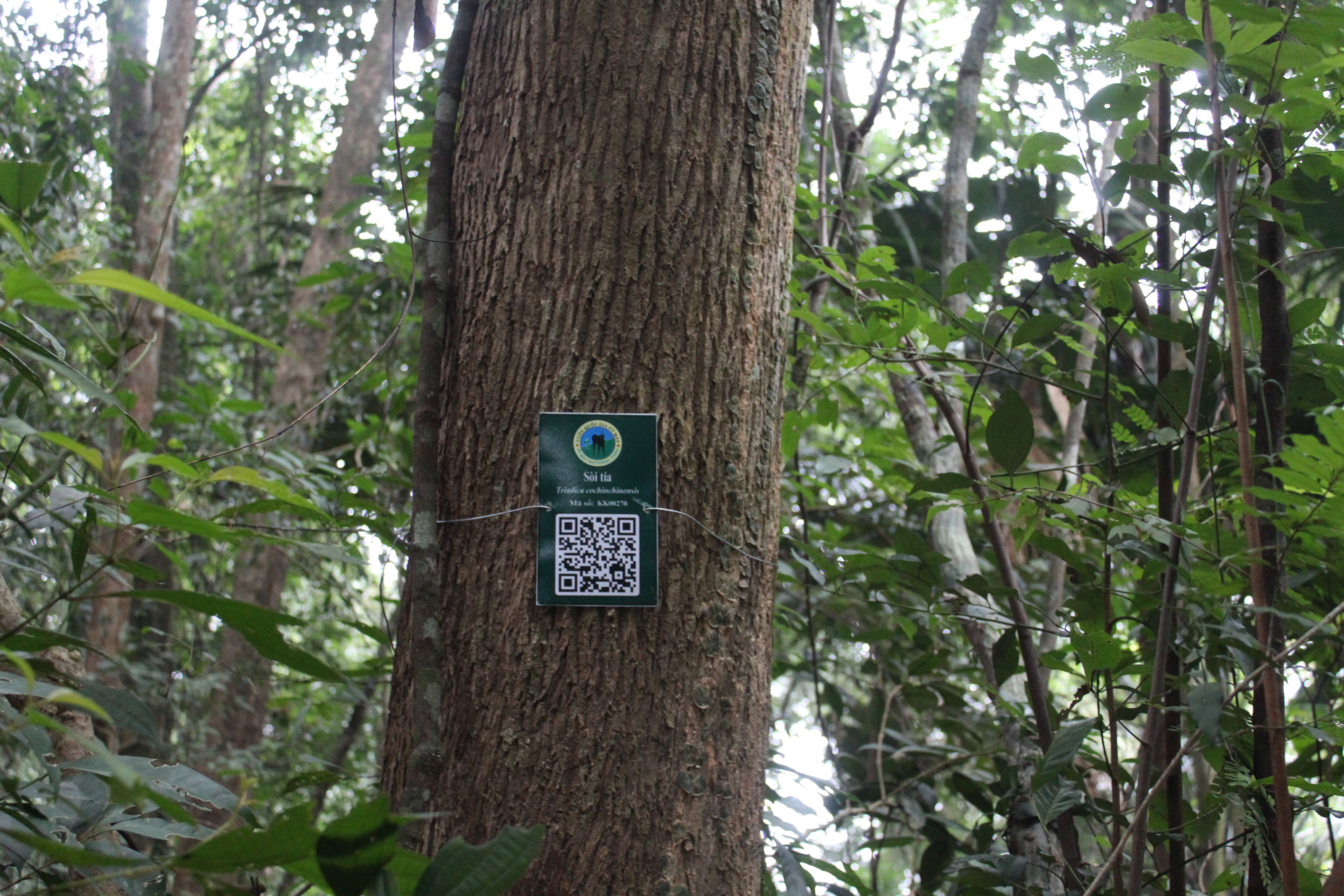 Sòi tía