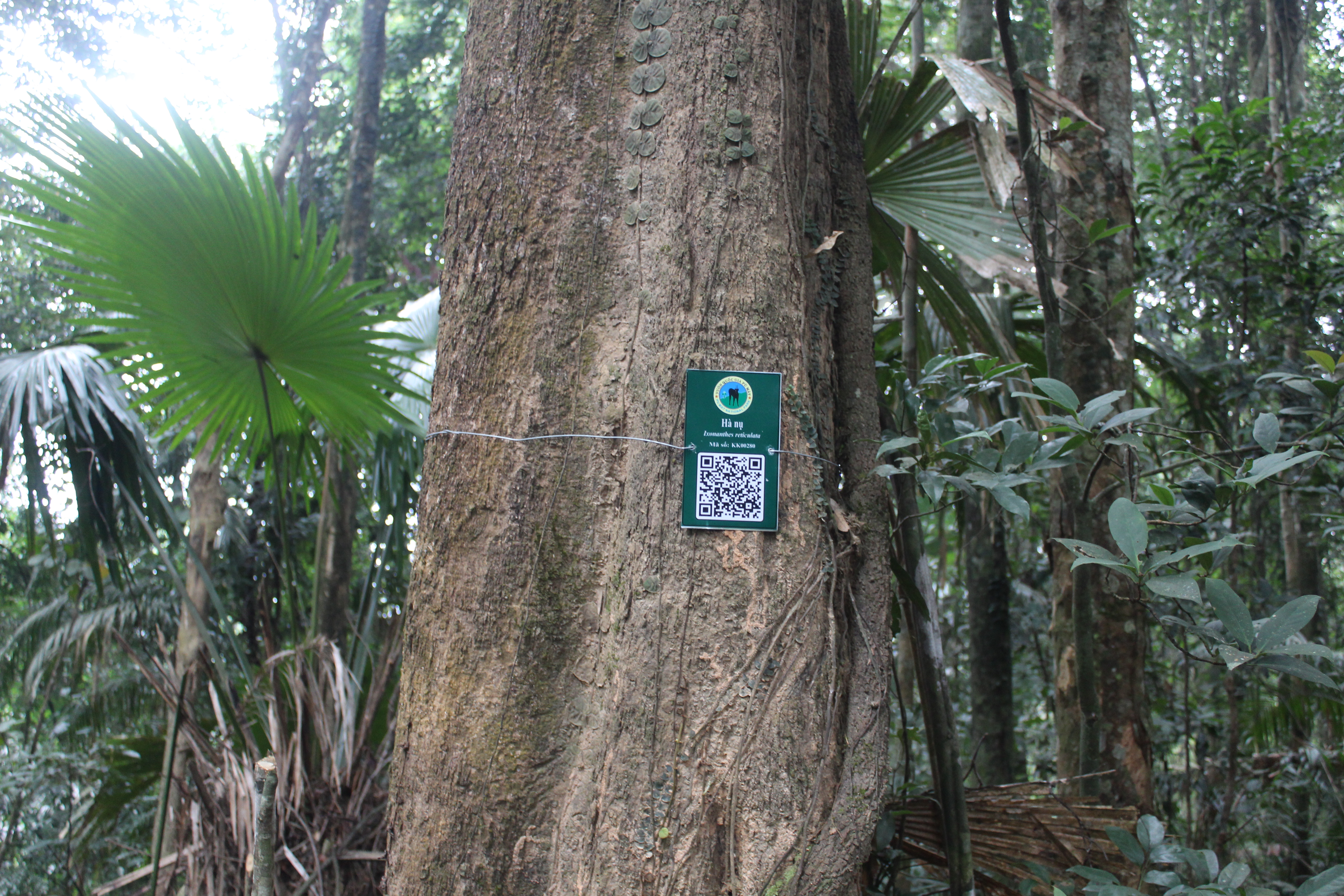 Hà nụ