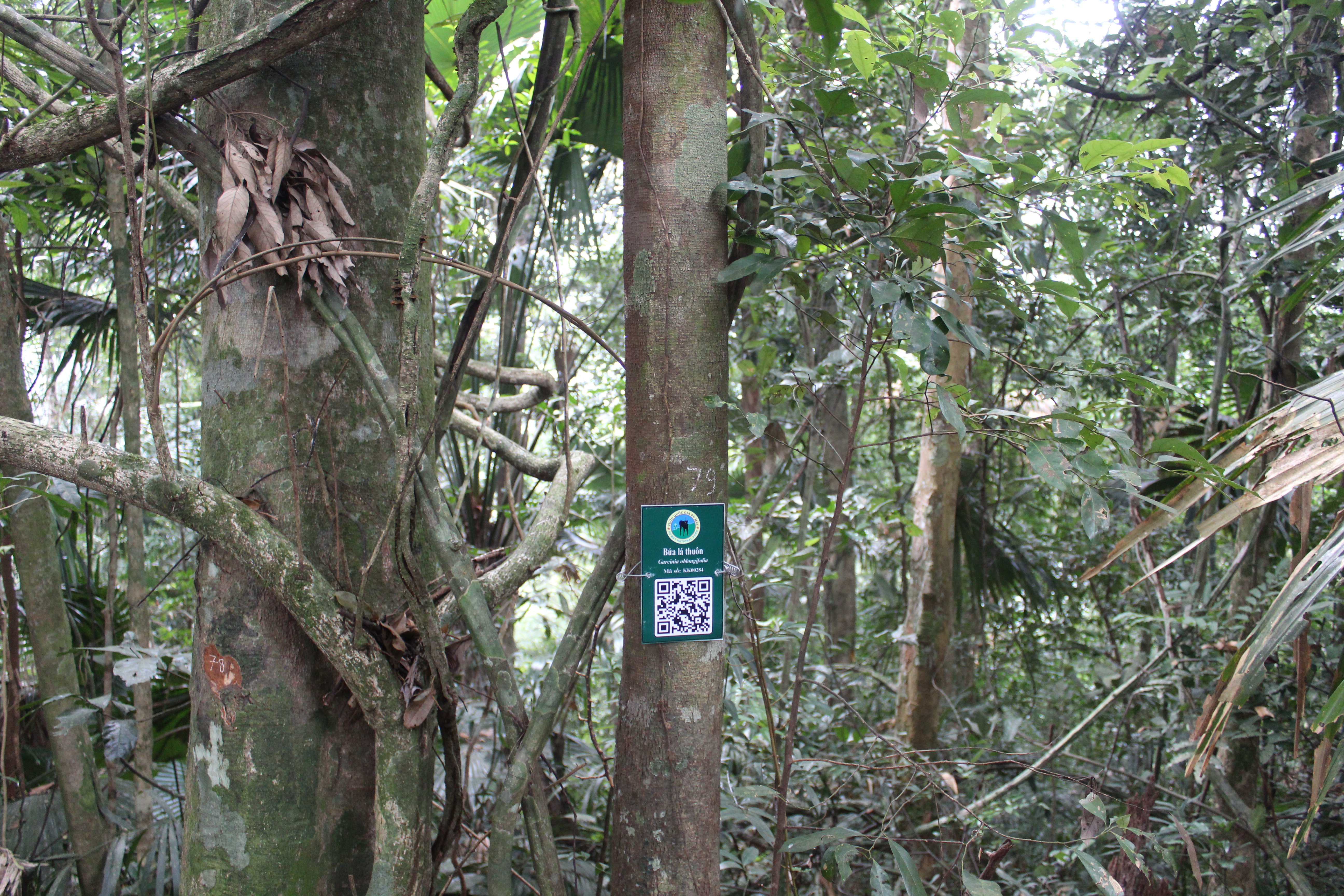 Bứa lá thuôn