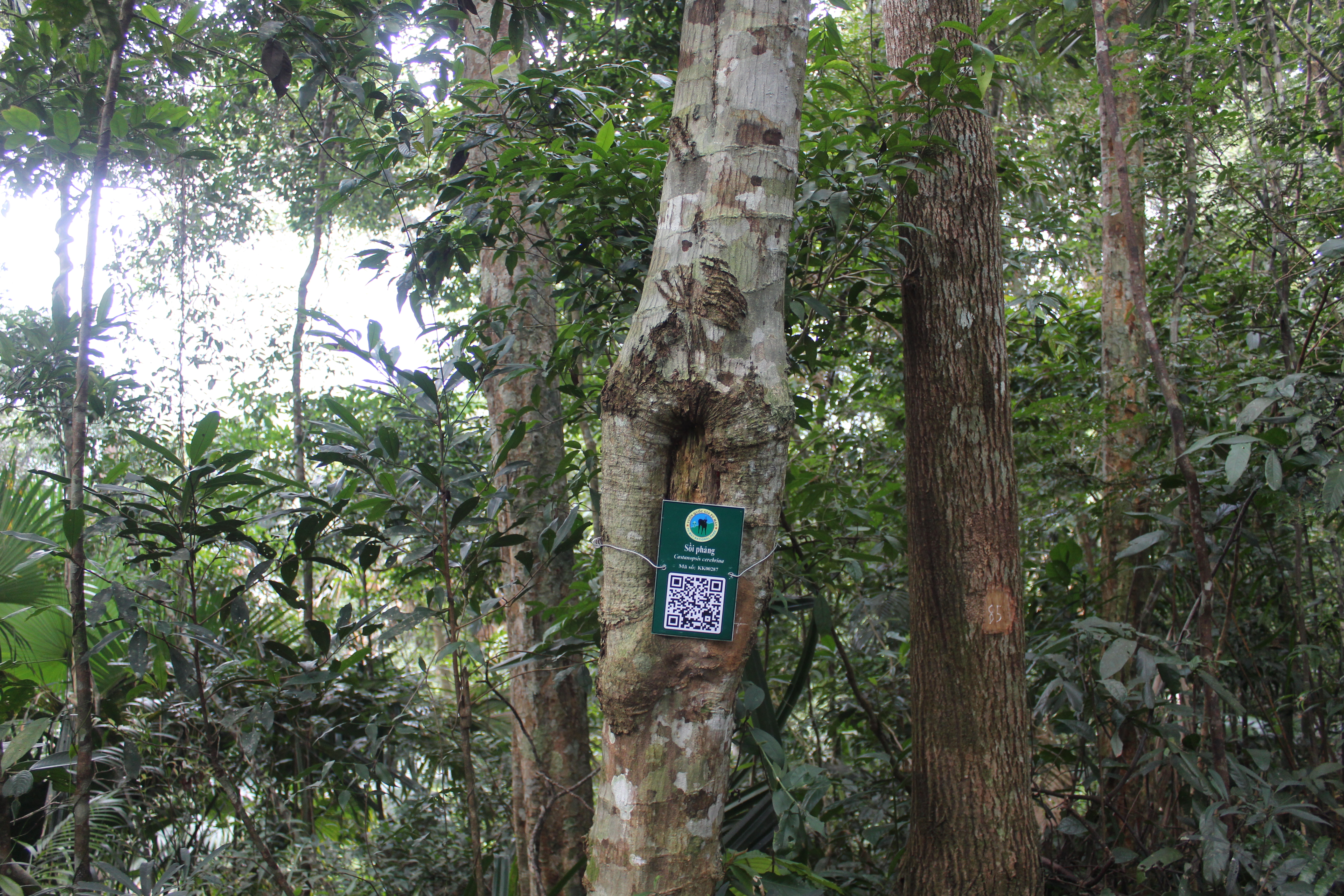 Sồi phảng