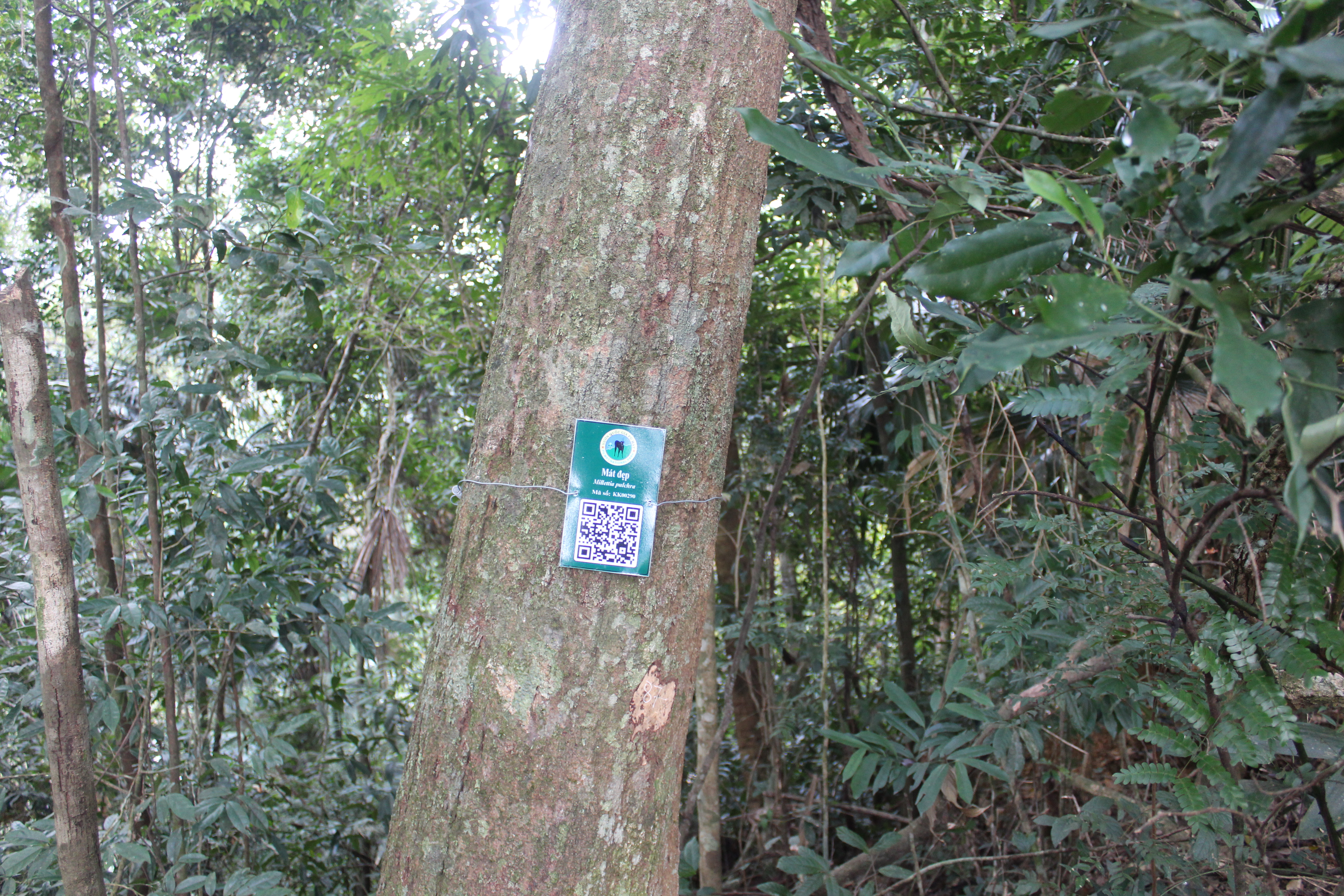 Mát đẹp