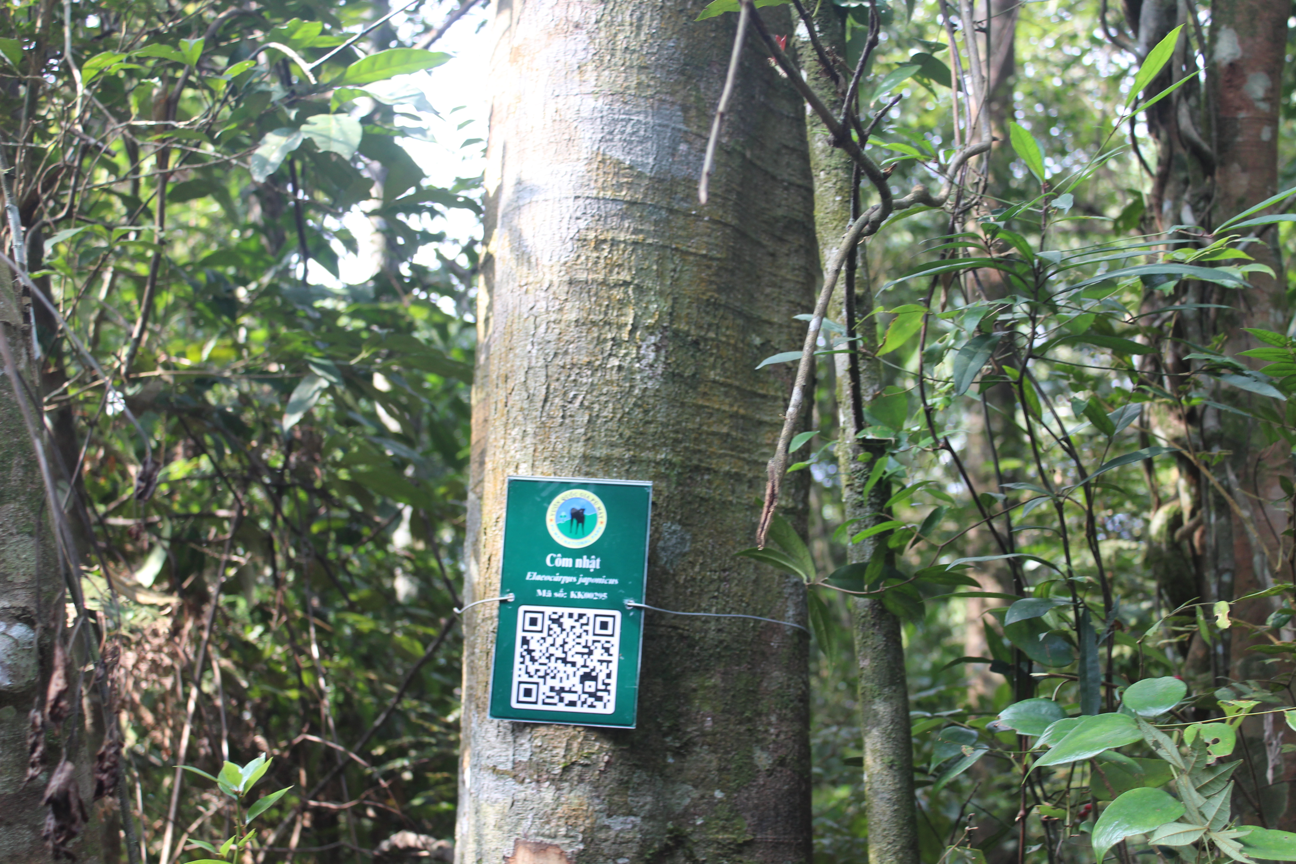 Côm nhật