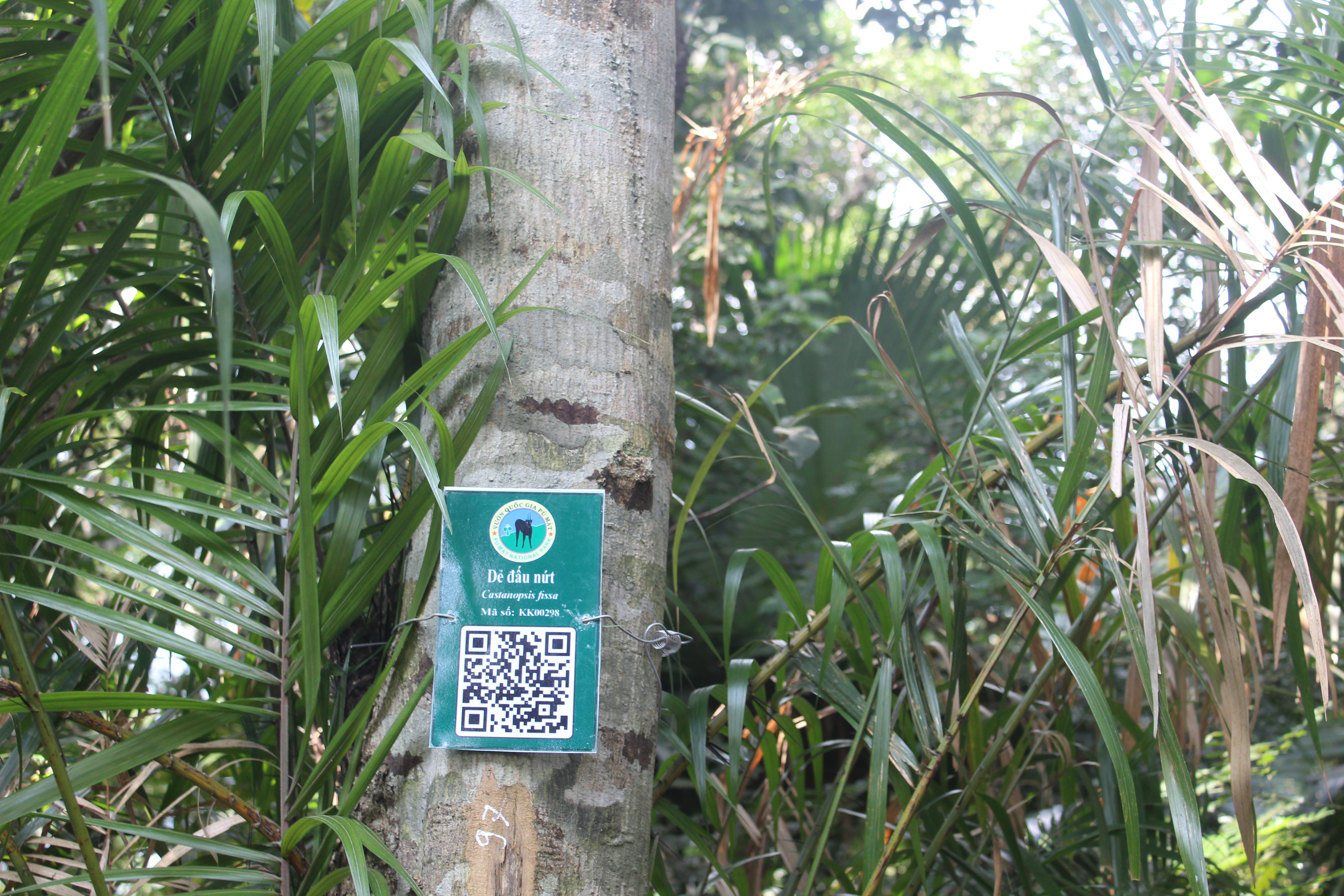 Dẻ đấu nứt