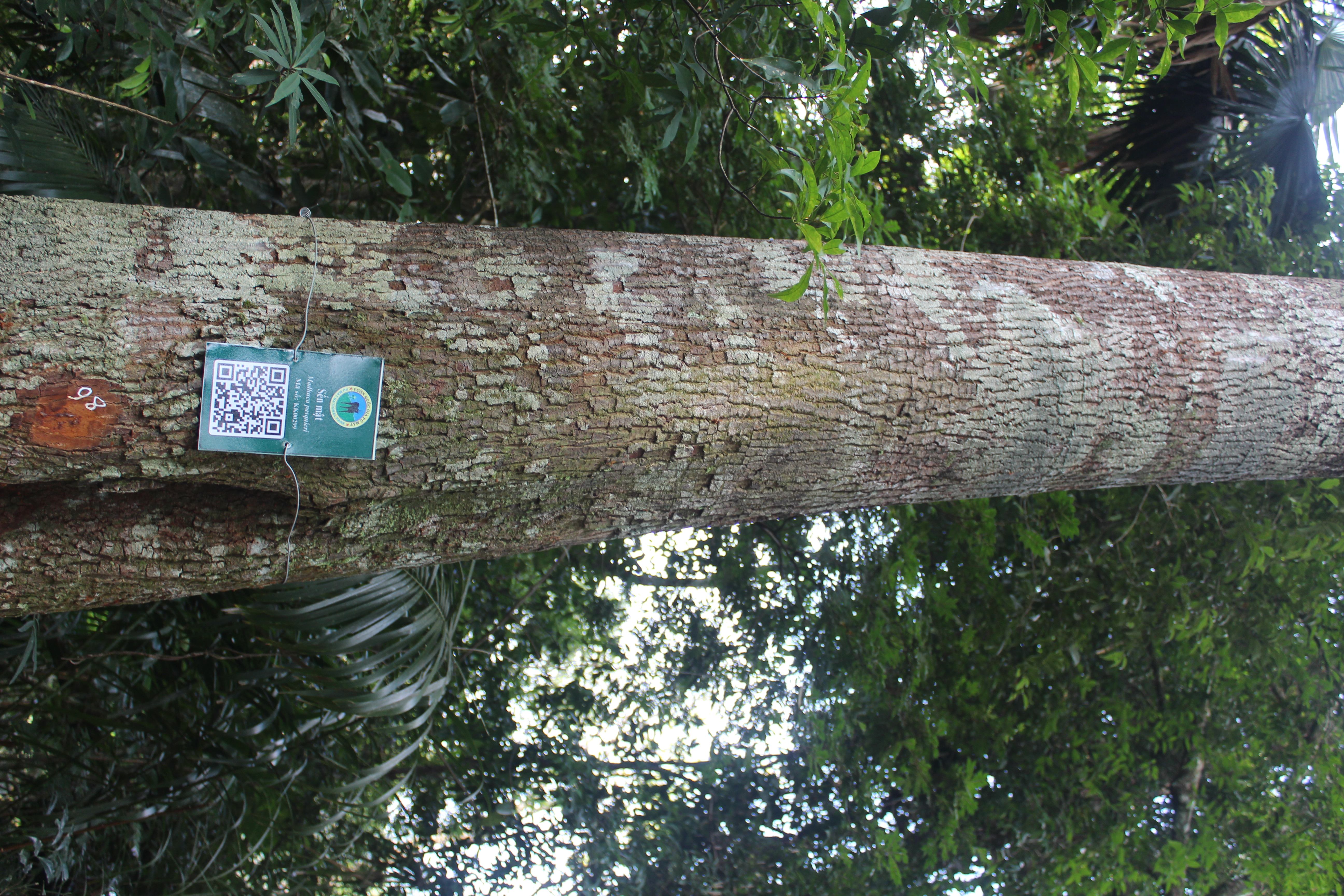 Sến mật
