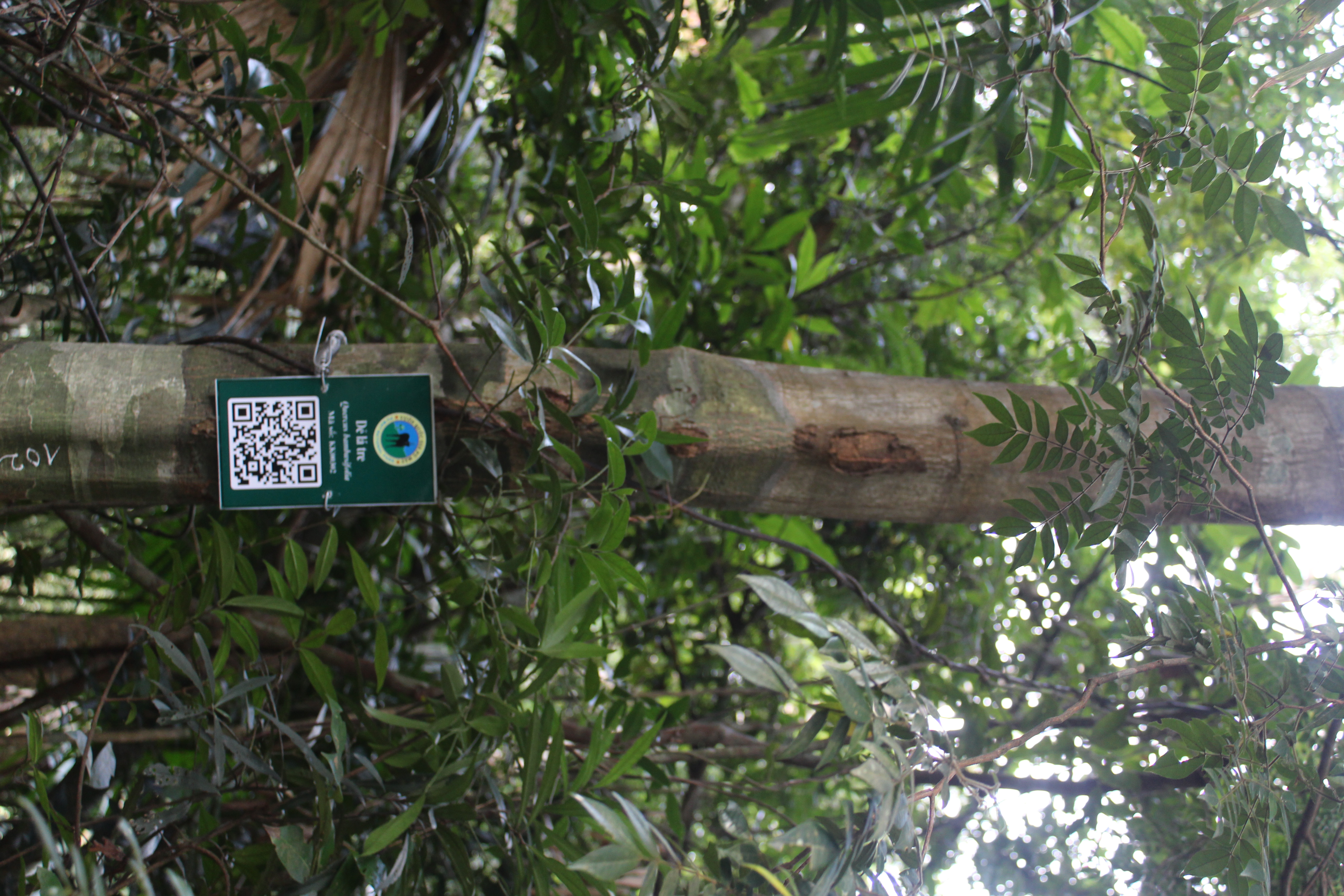 Sang ớt hải nam