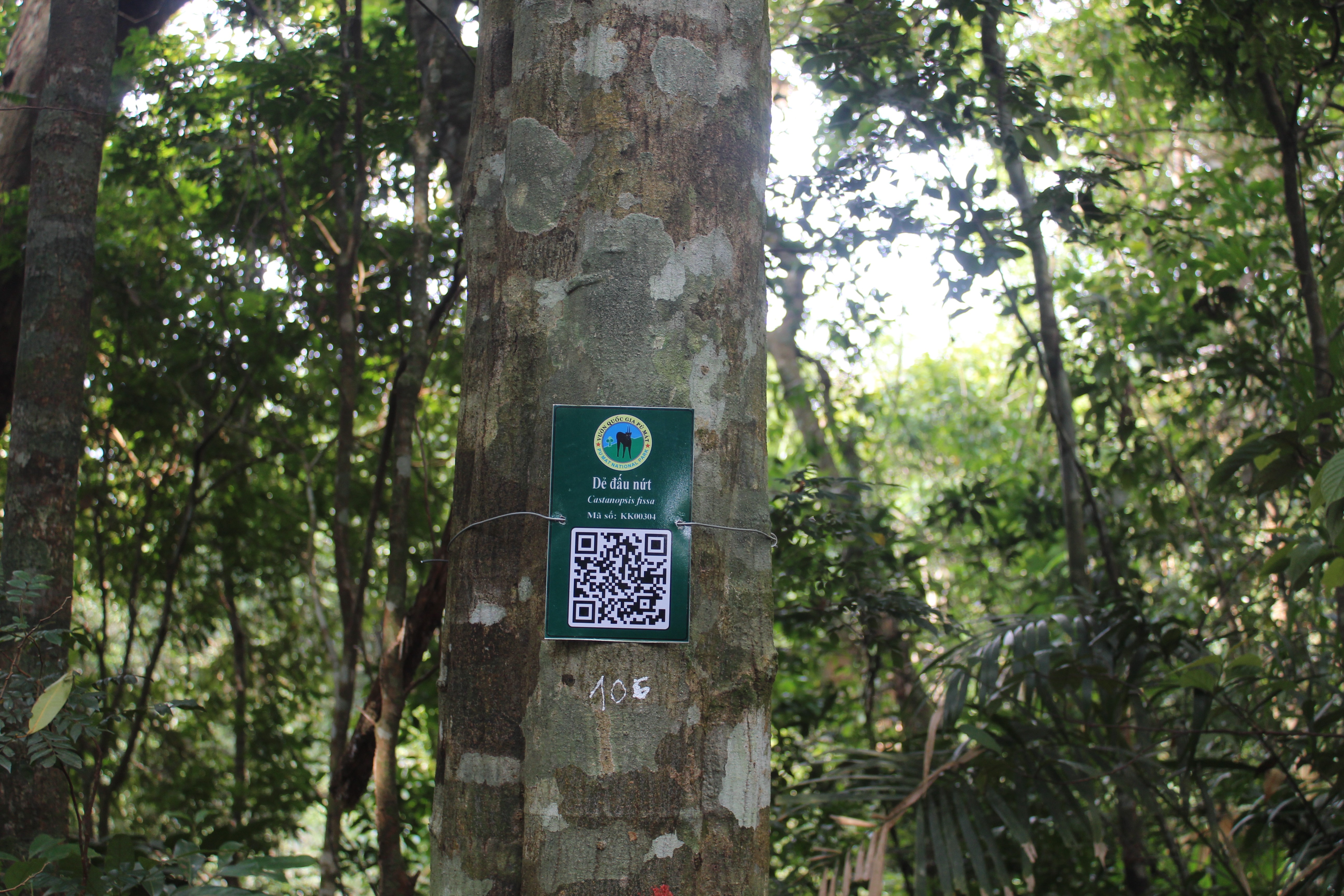 Dẻ đấu nứt