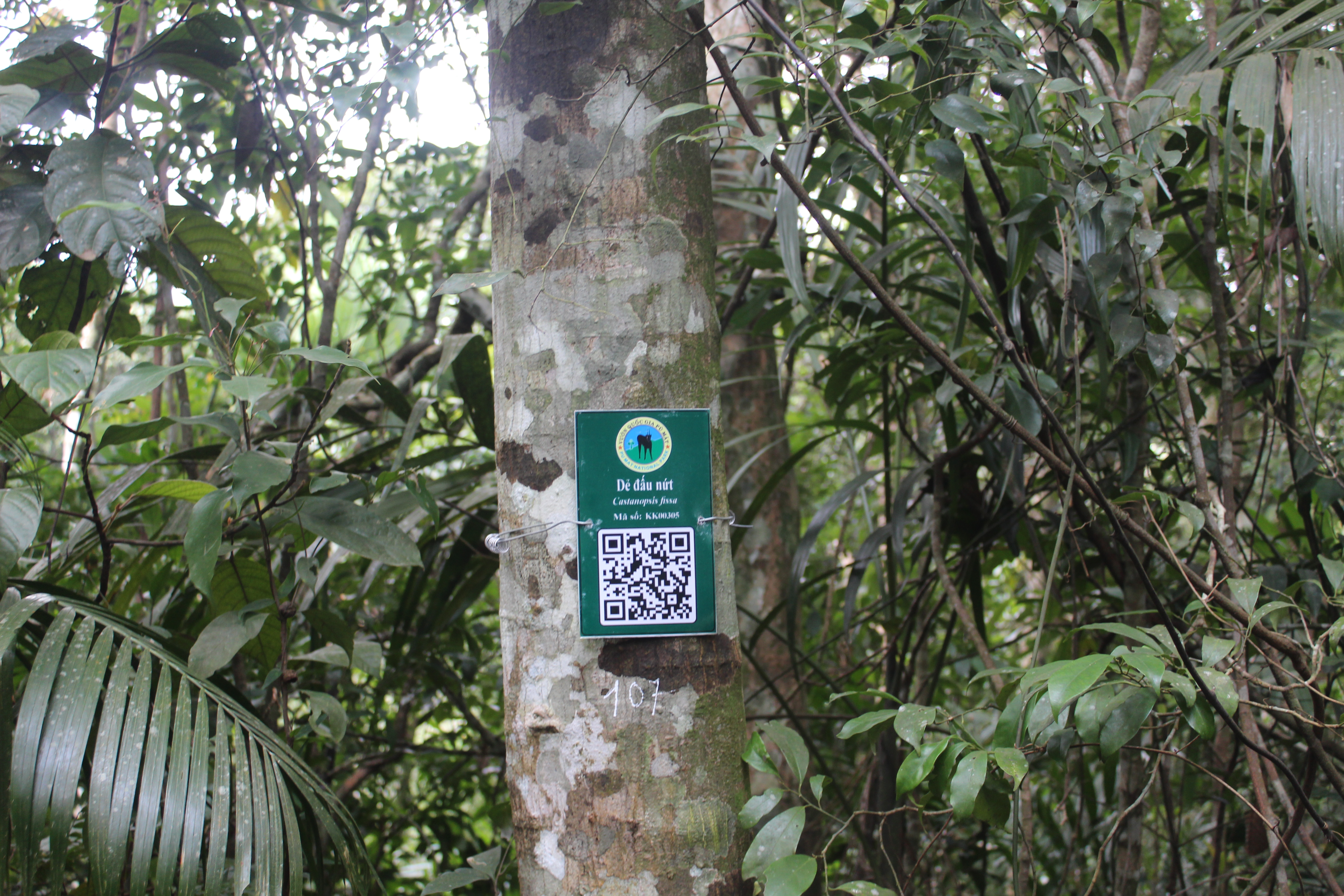 Dẻ đấu nứt