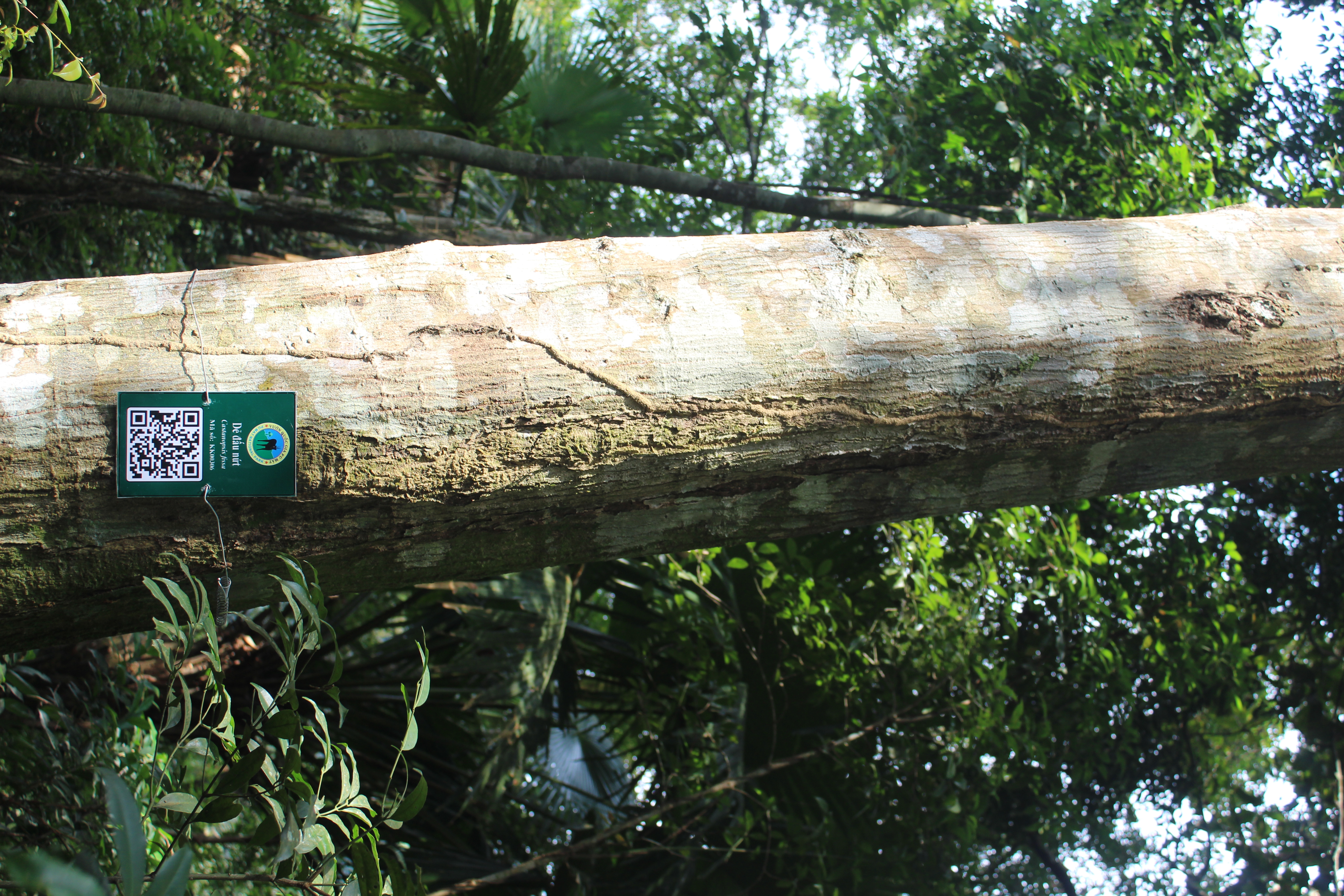 Dẻ đấu nứt