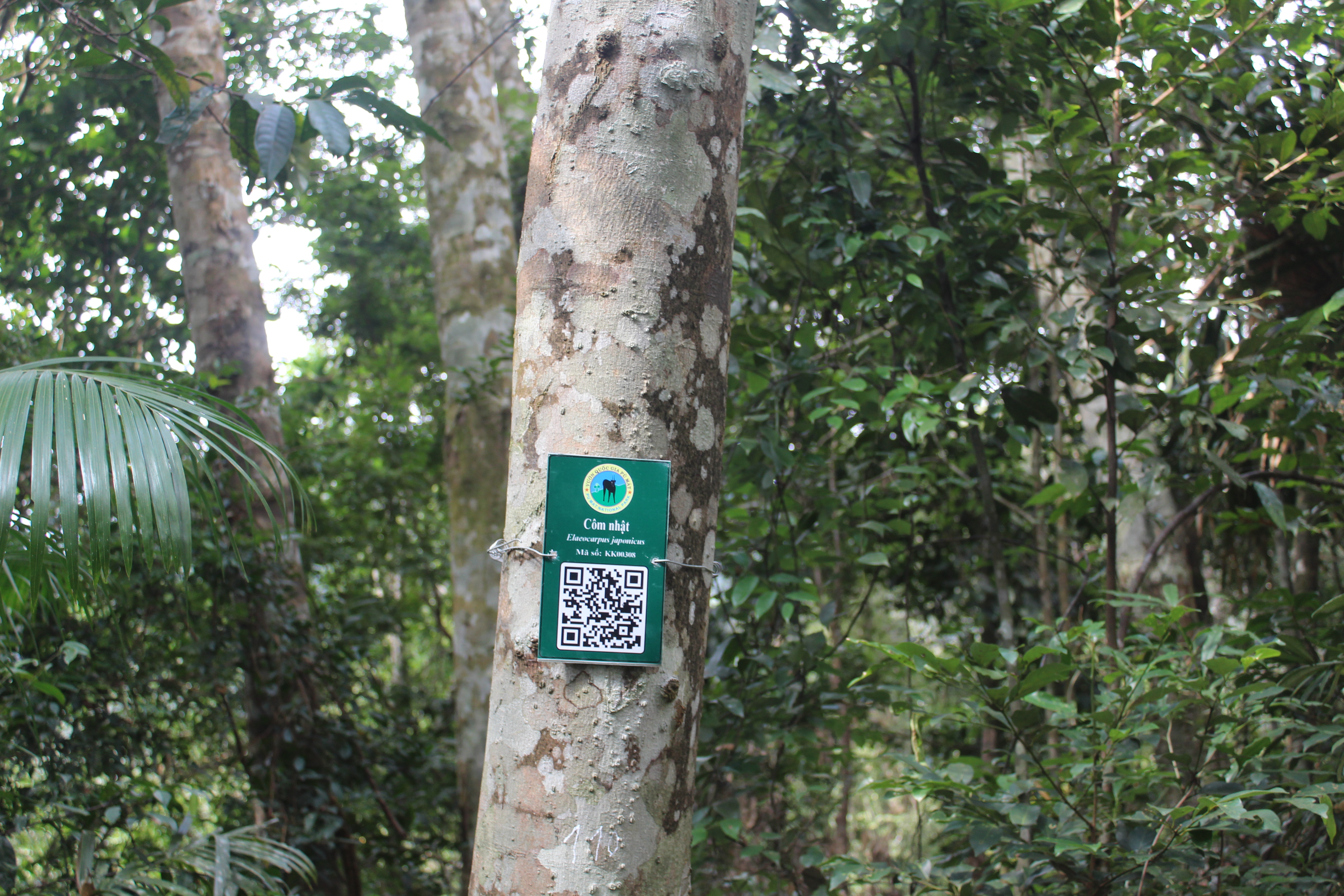 Côm nhật