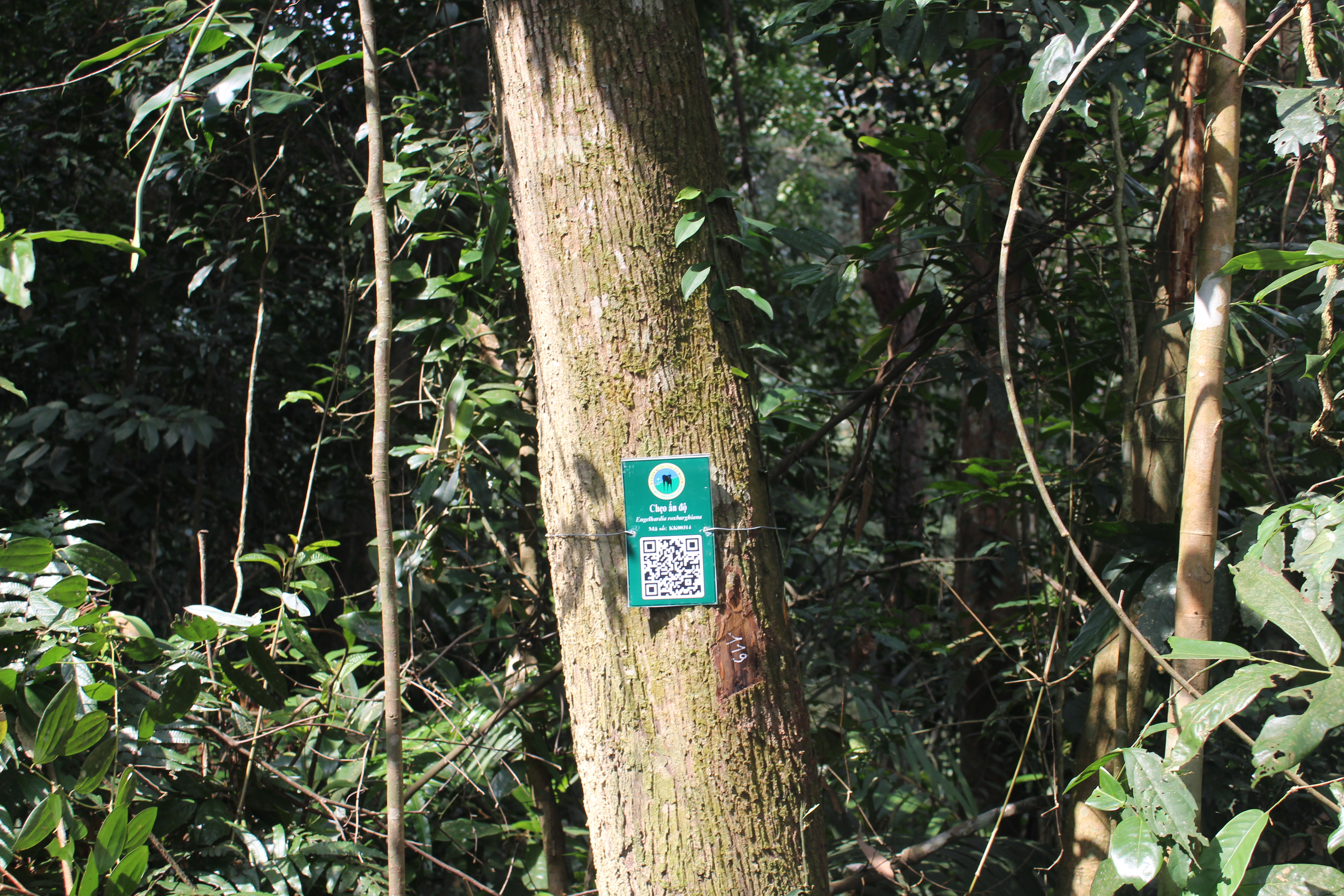 Chẹo ấn độ