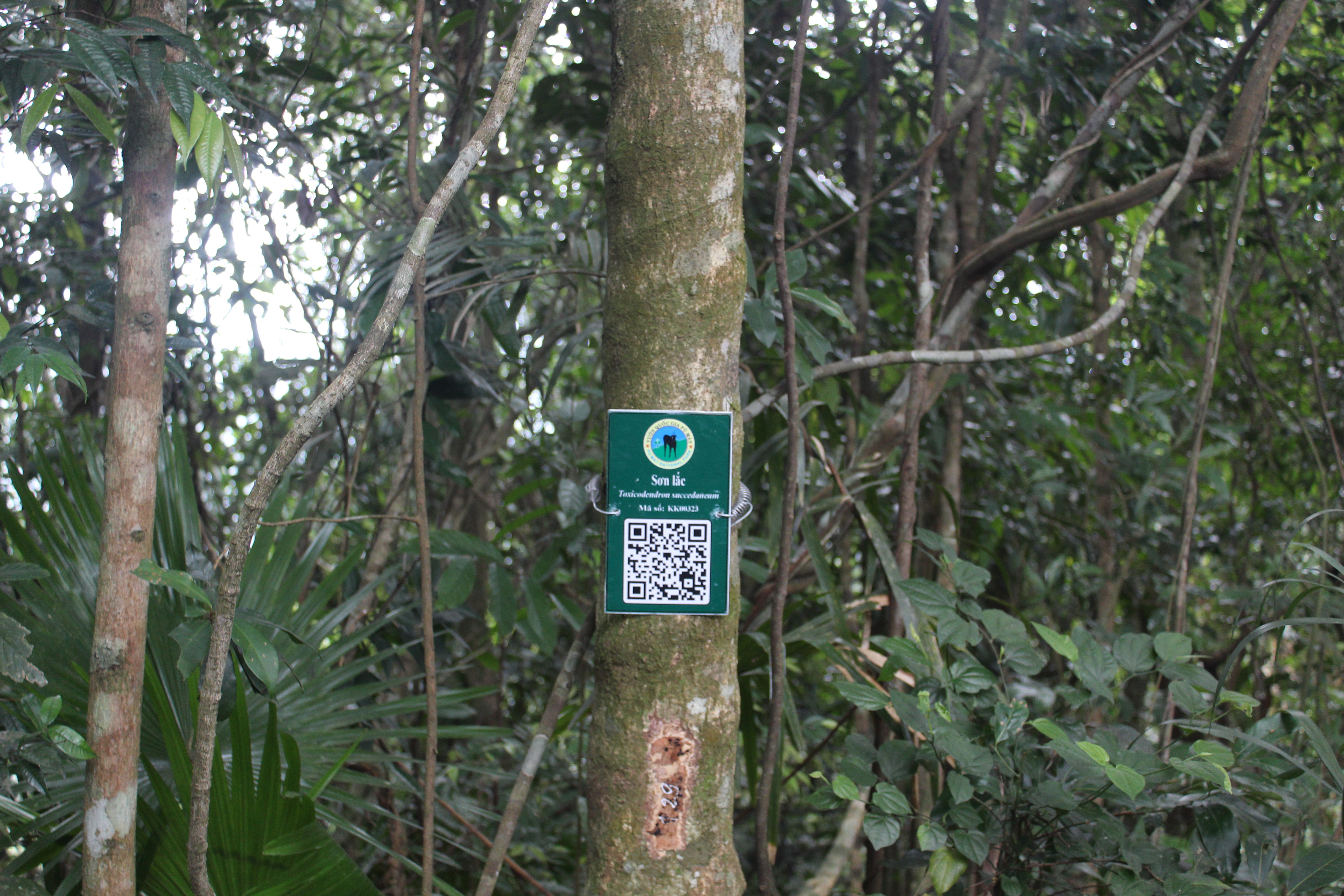 Sơn lắc