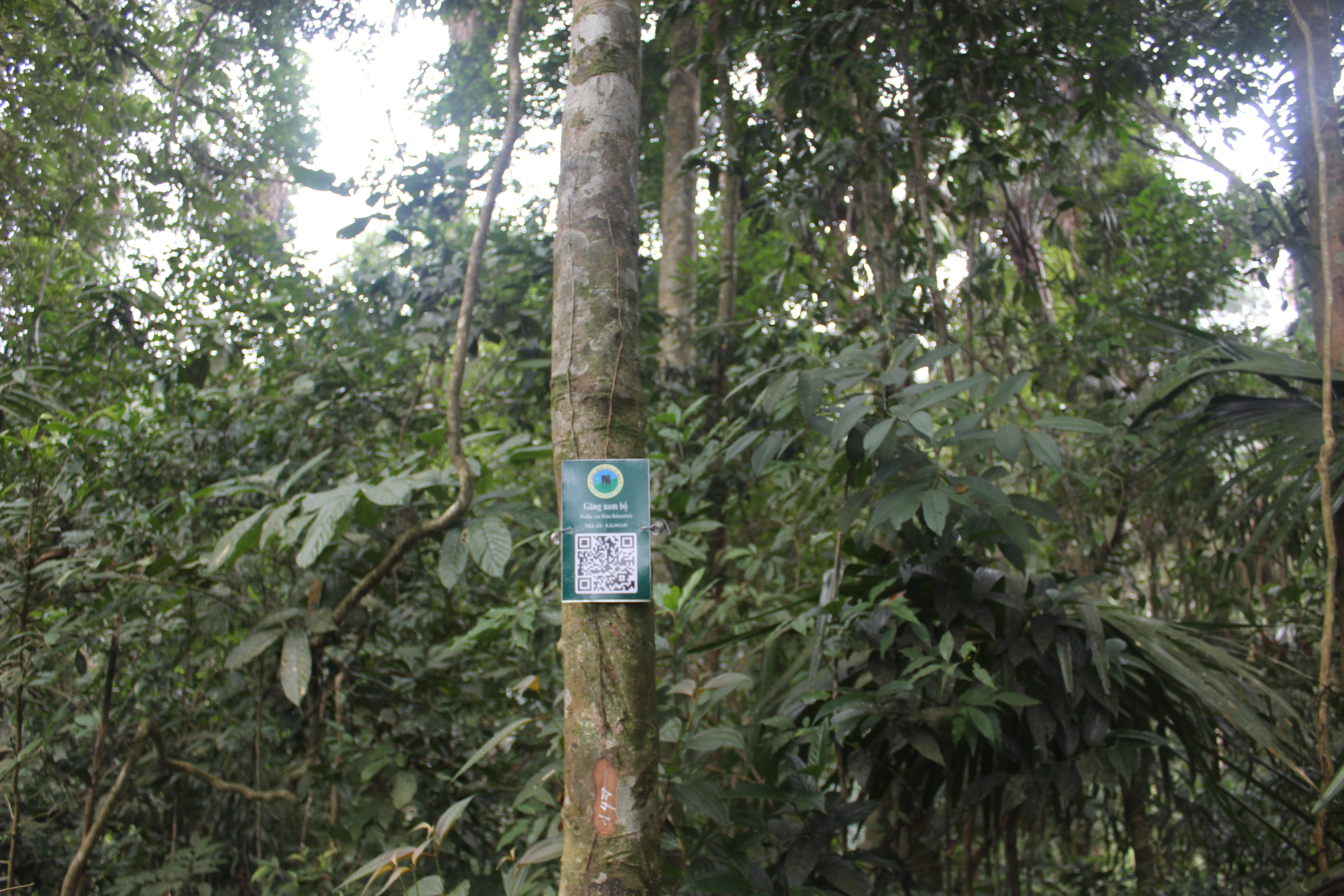 Găng nam bộ