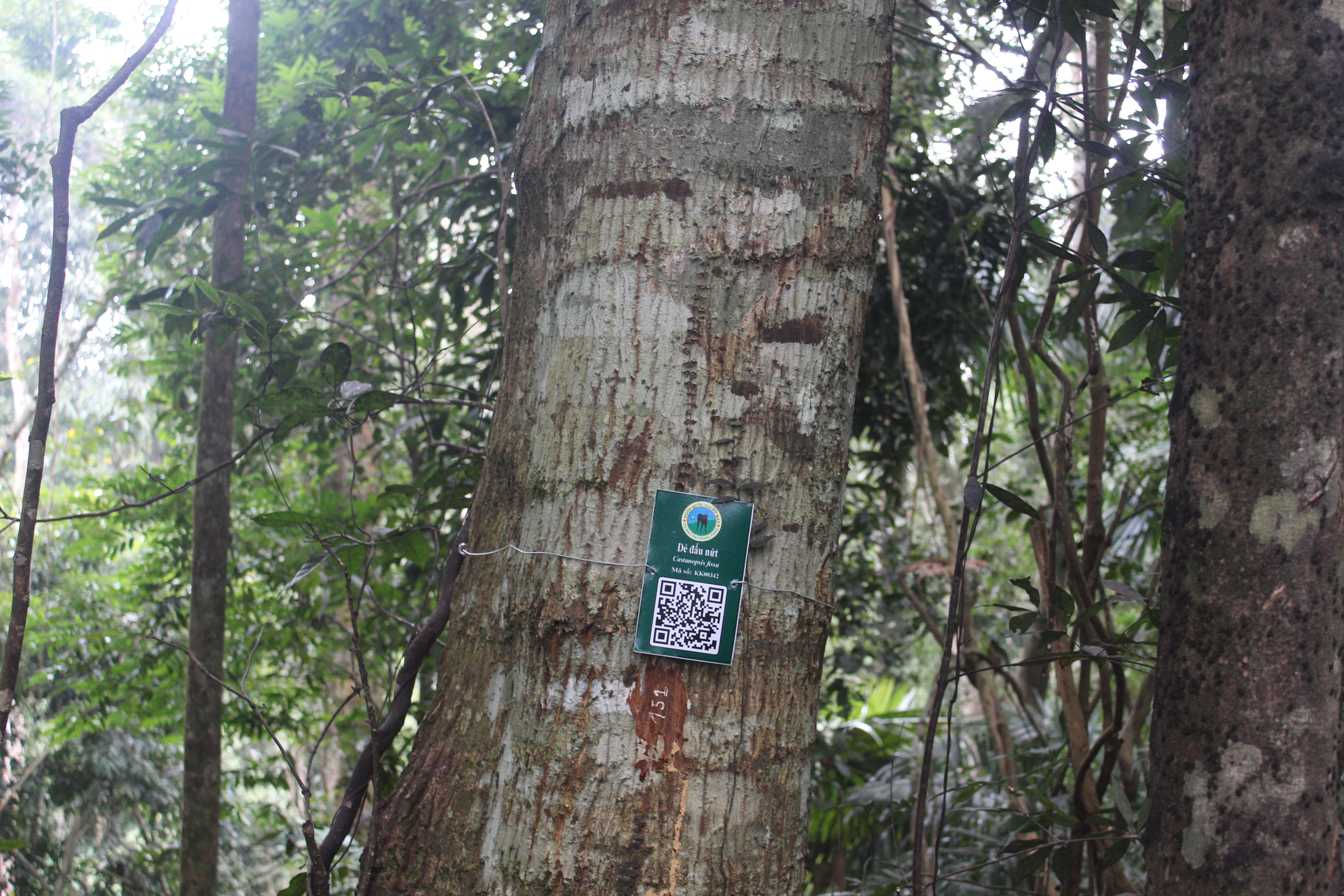Dẻ đấu nứt