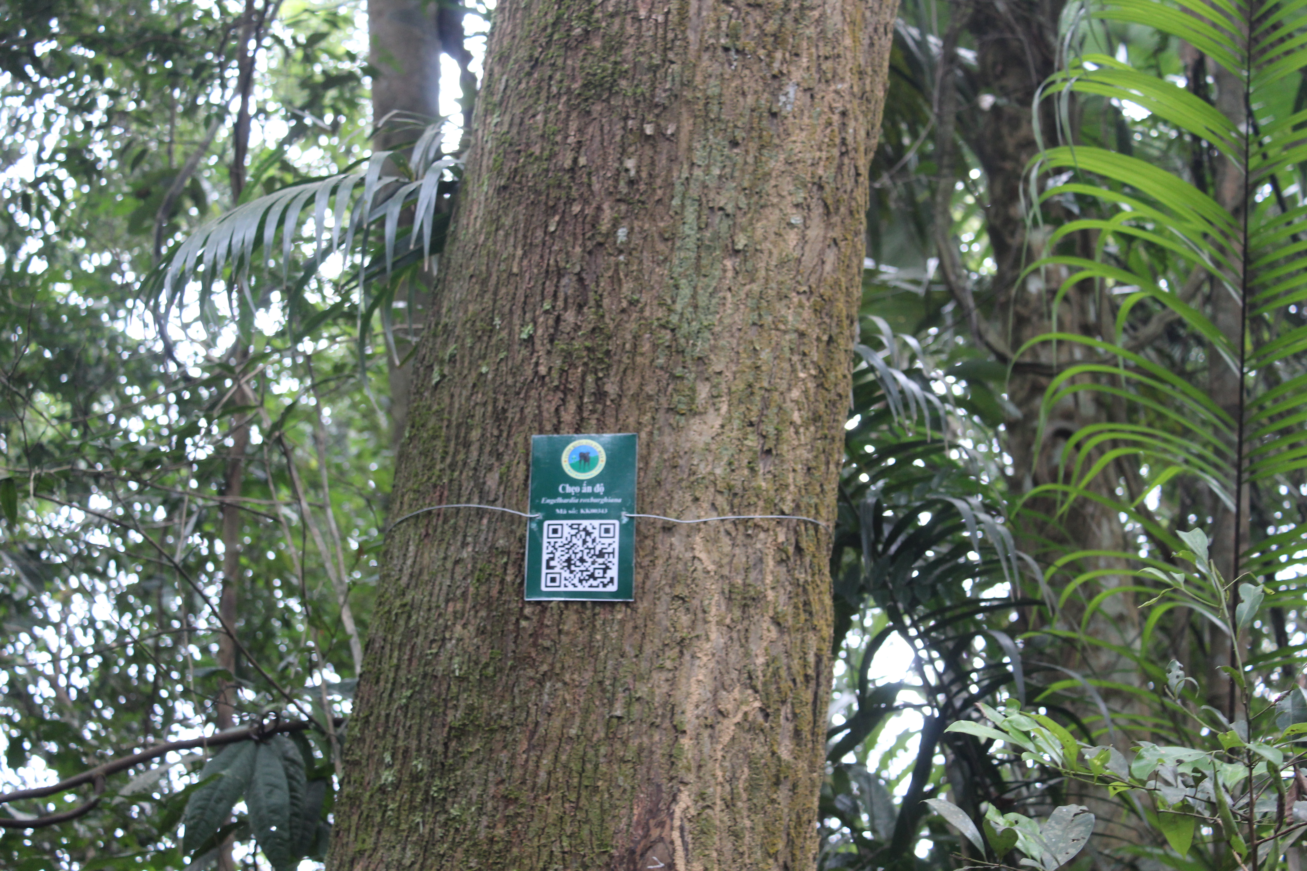 Chẹo ấn độ