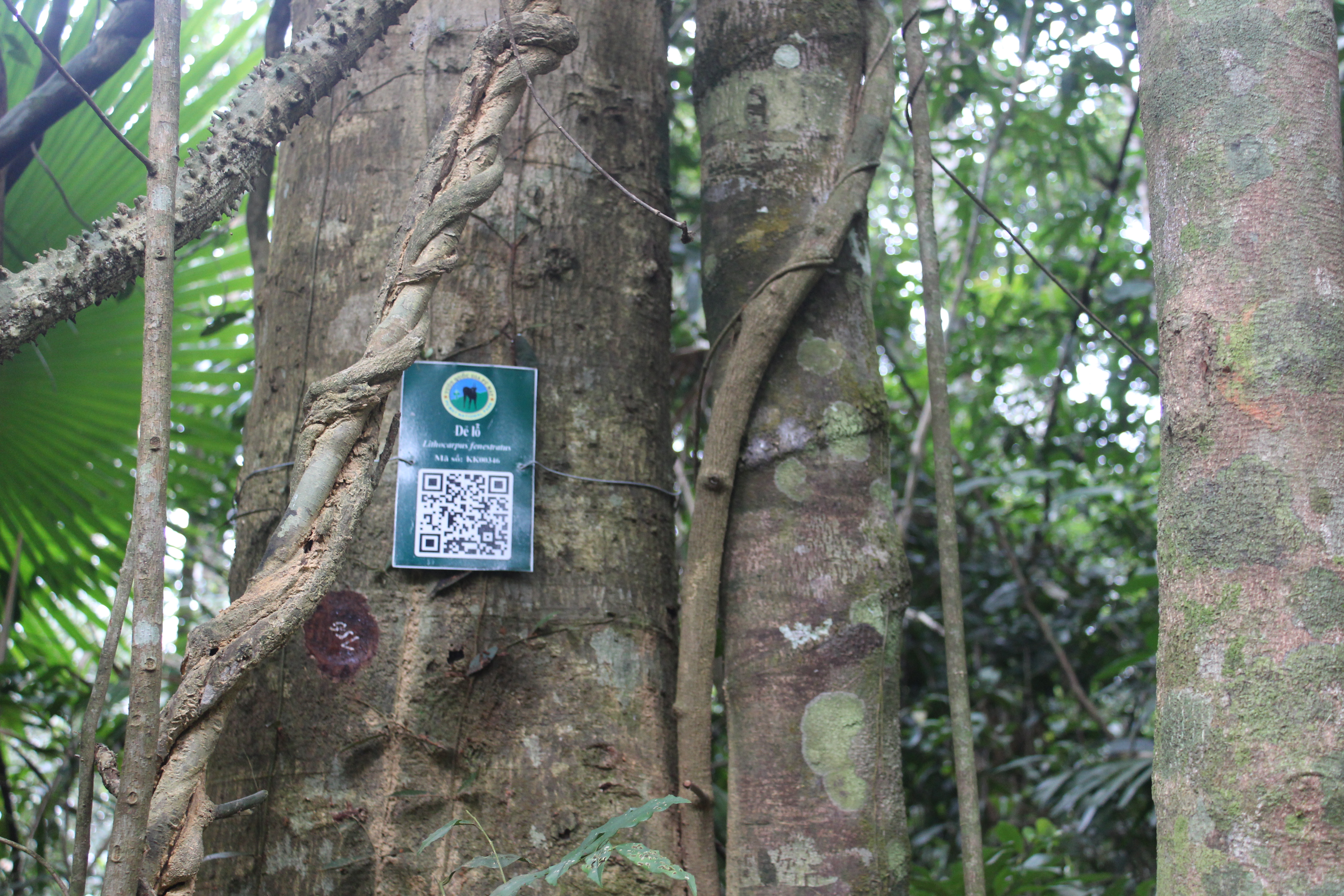 Dẻ lỗ