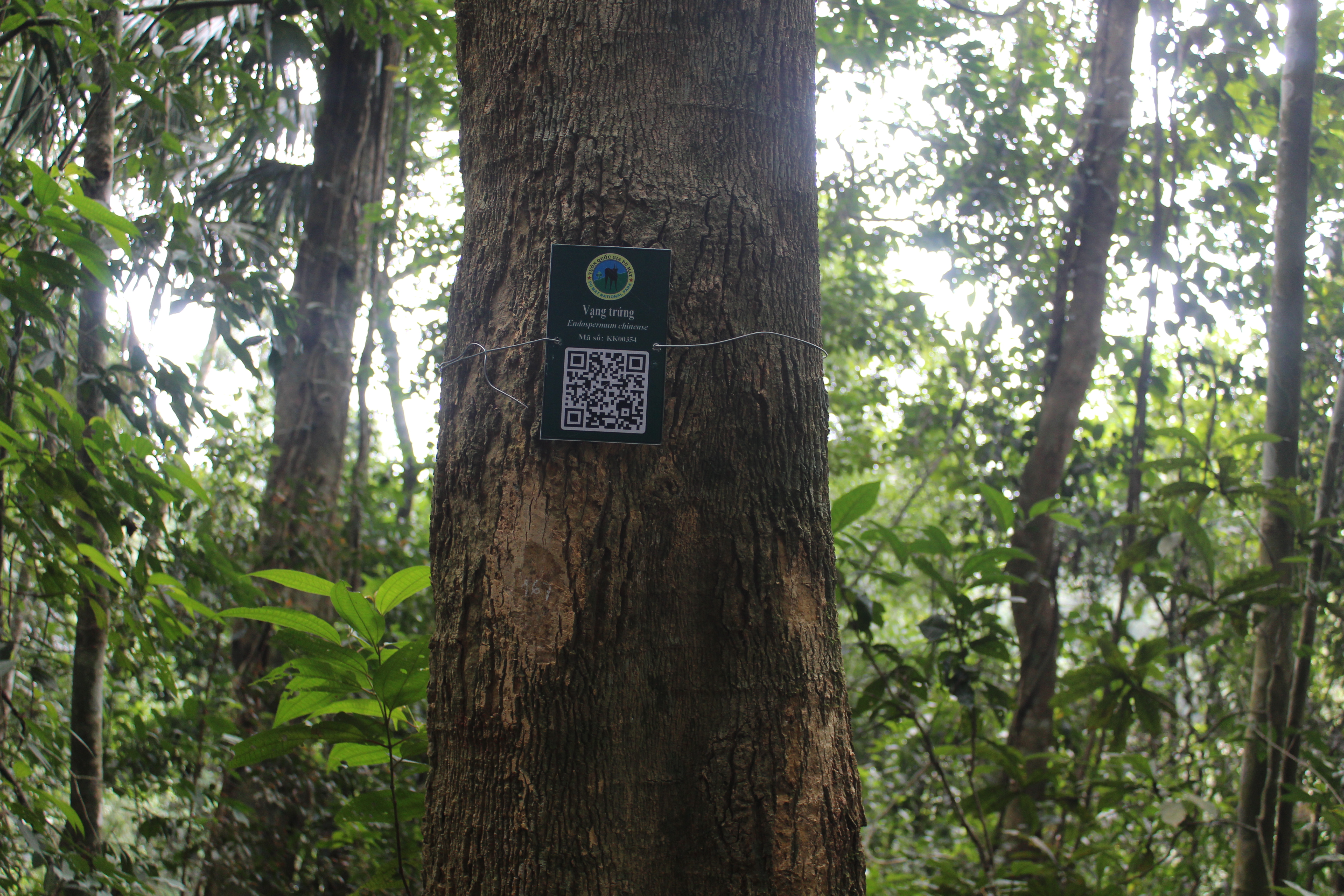 Vạng trứng