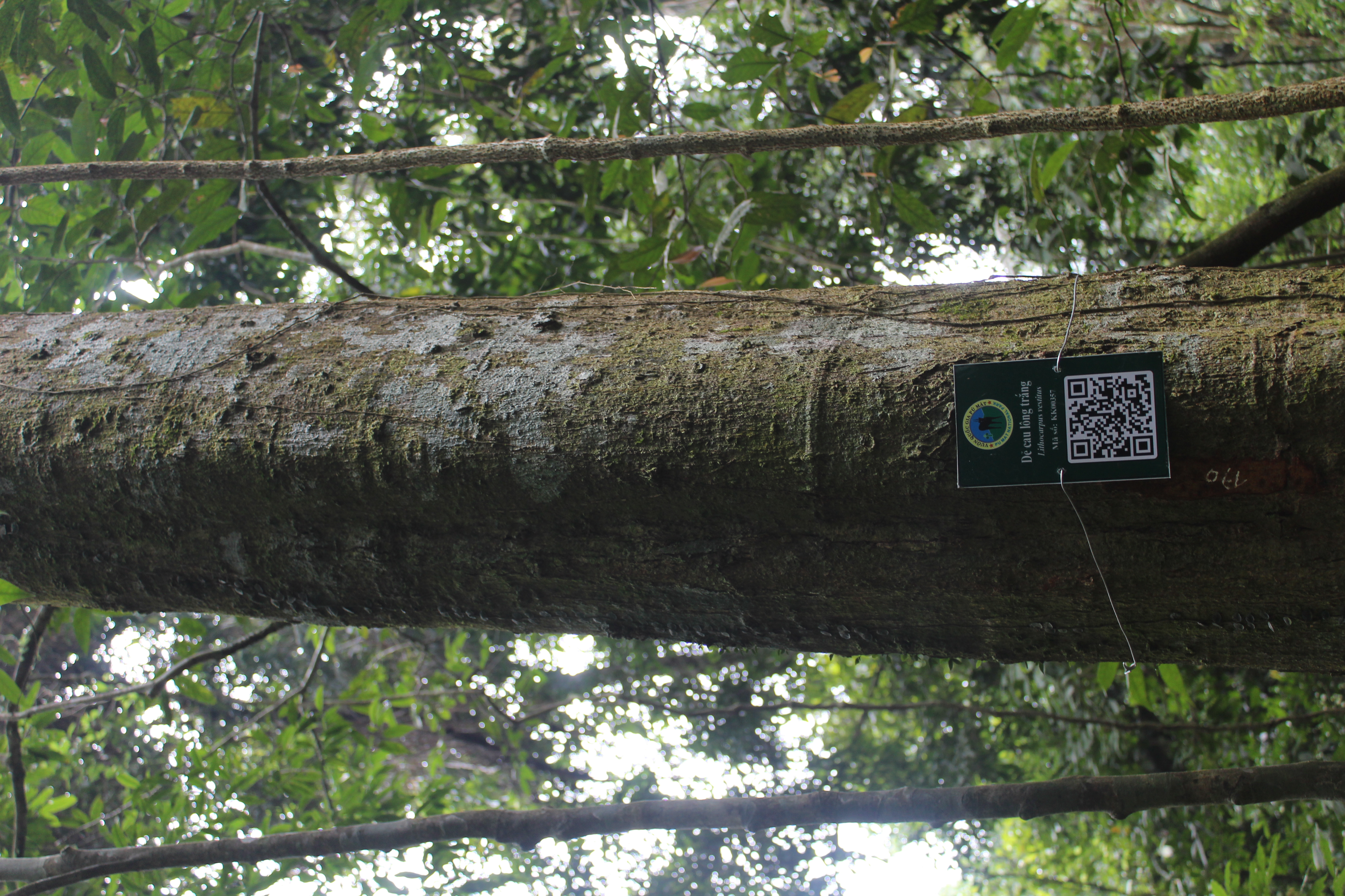 Dẻ cau lông trắng