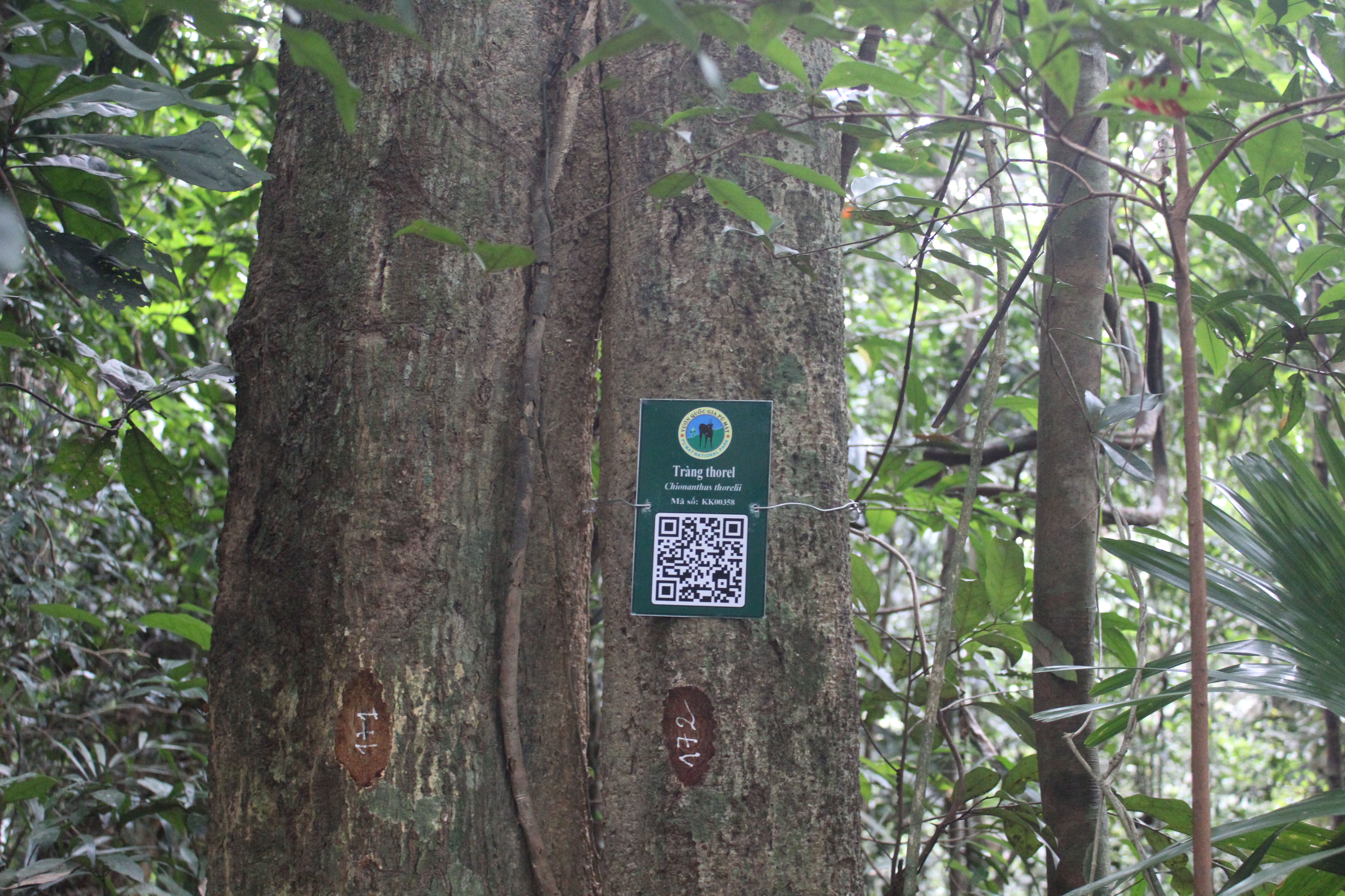 Tràng thorel