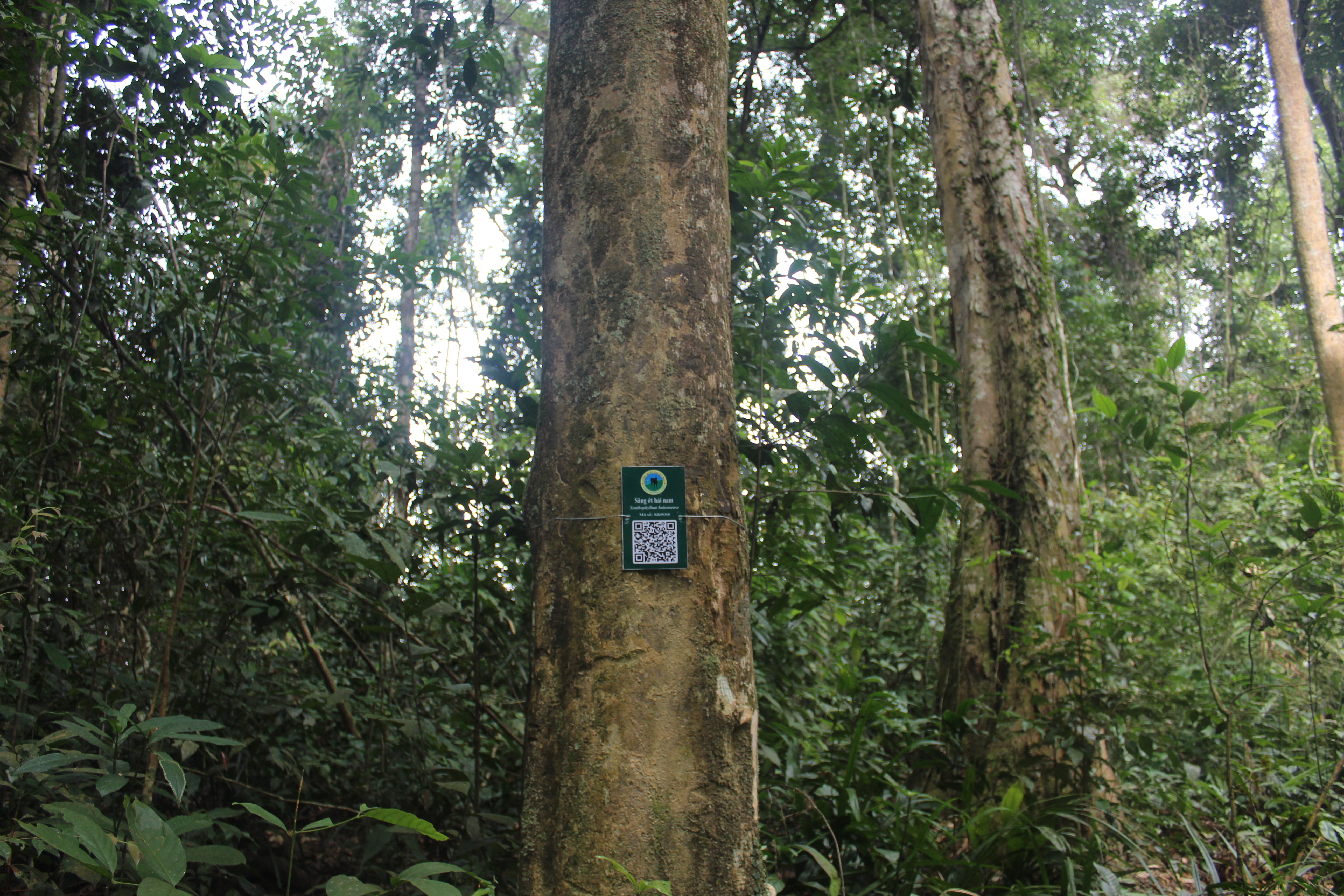 Săng ớt hải nam