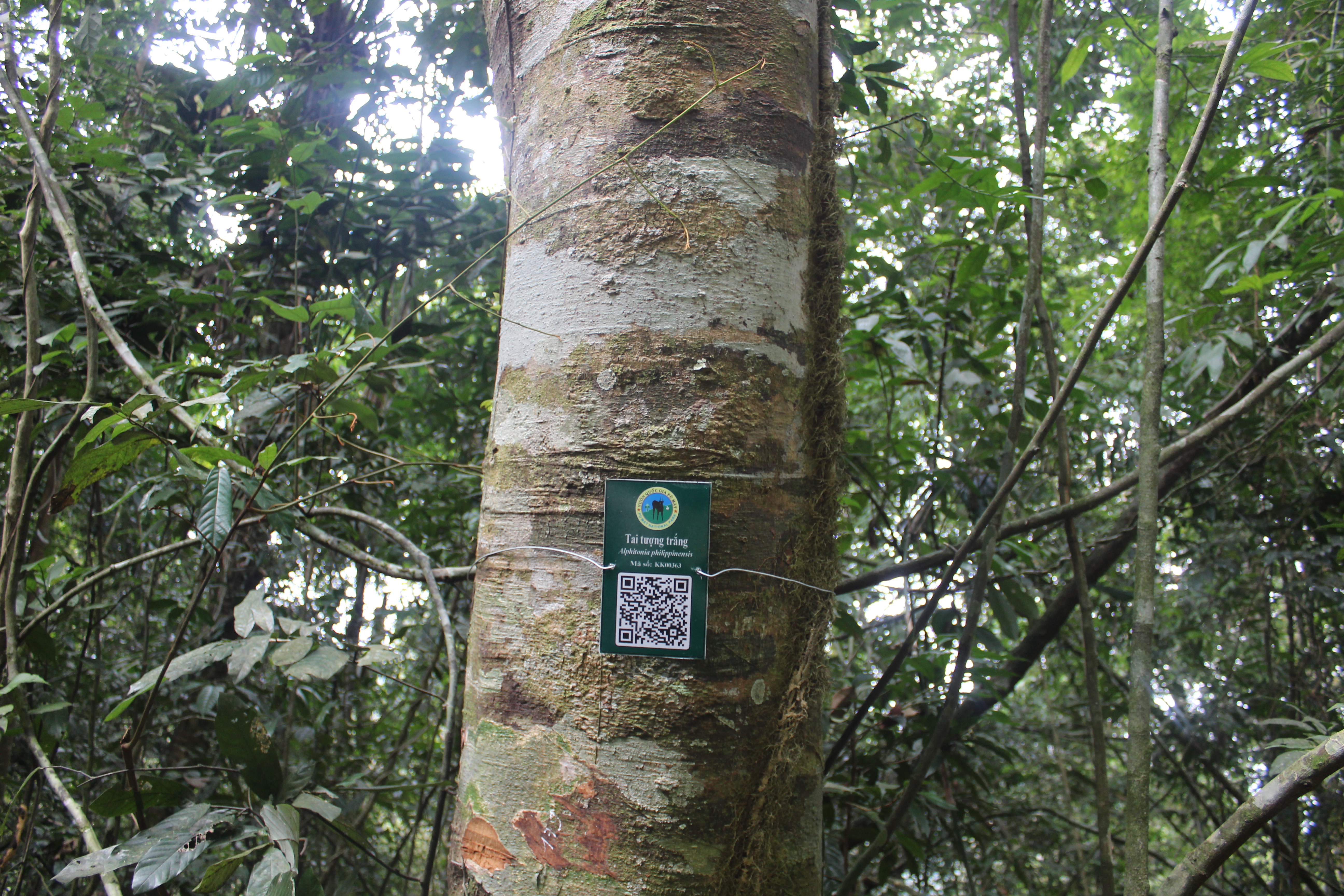 Tai tượng trắng