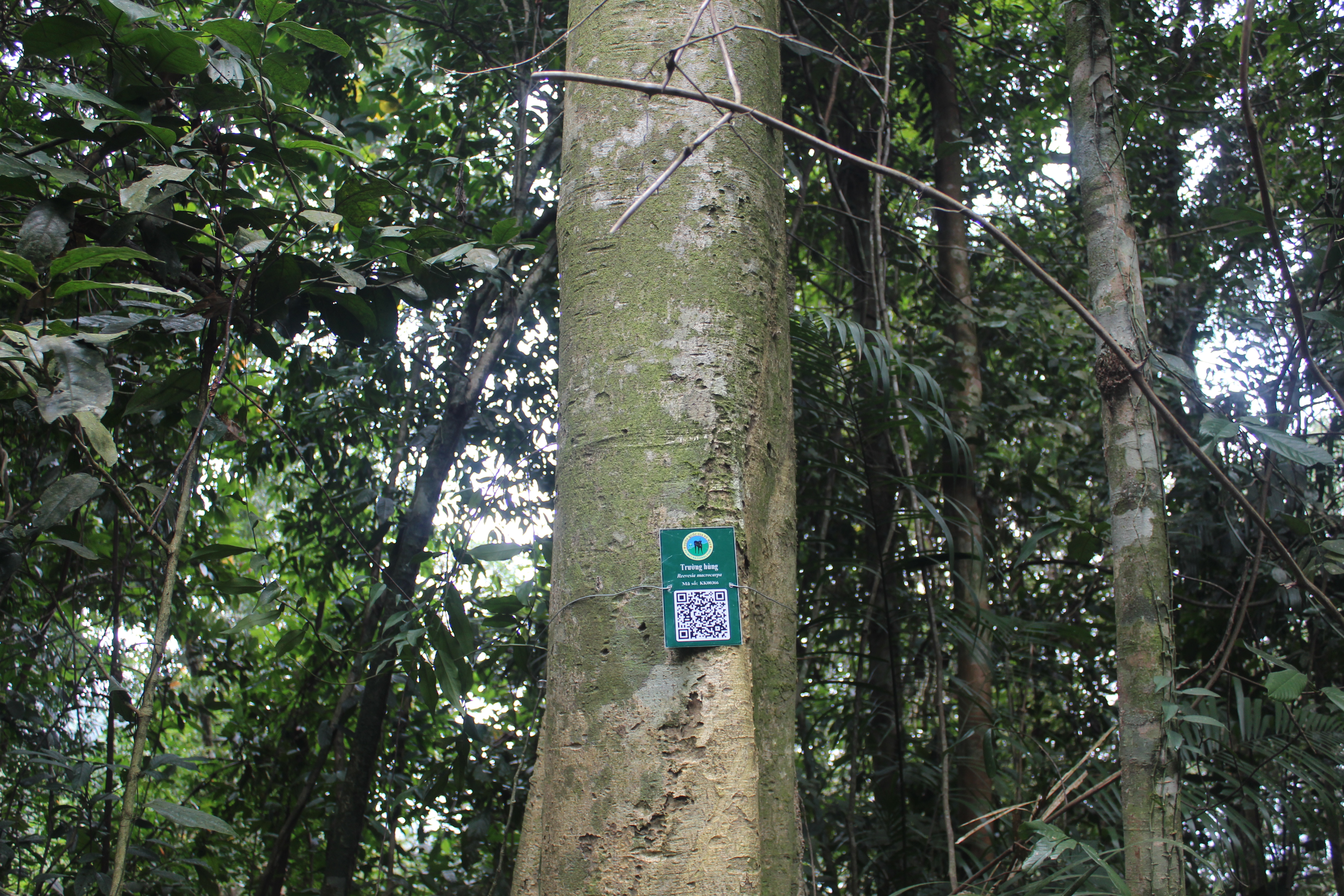 Trường hùng