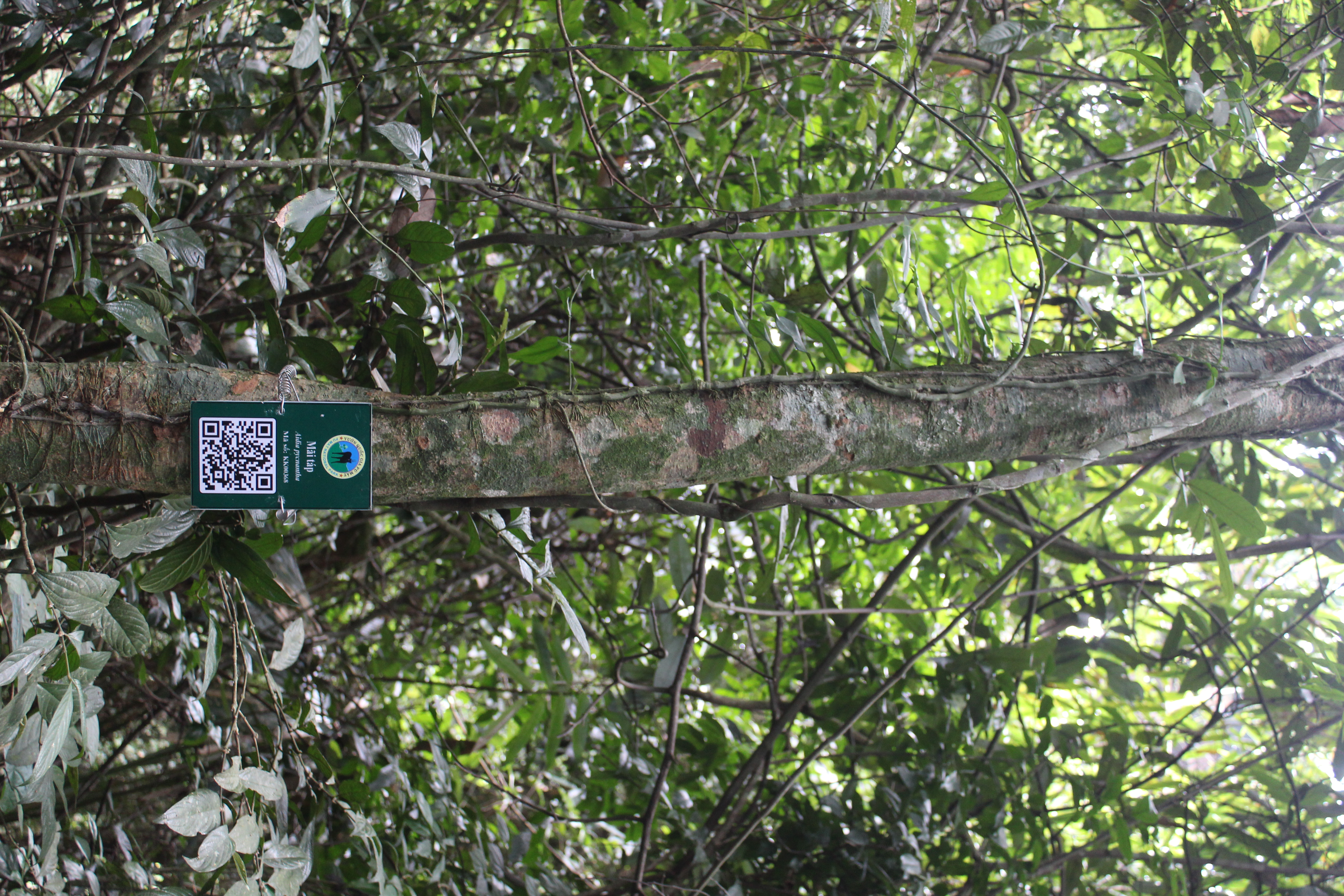 Mãi táp