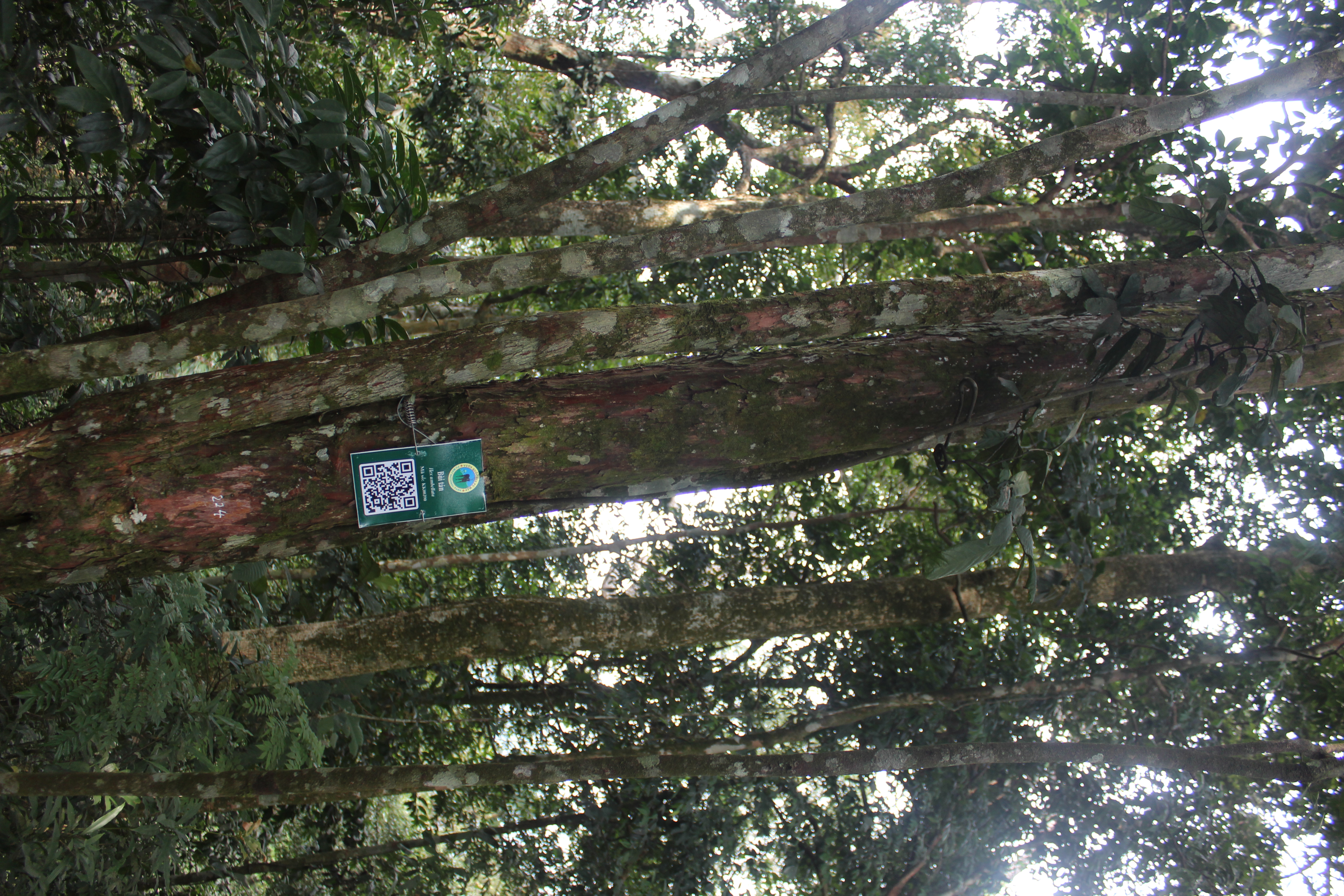 Bùi tán