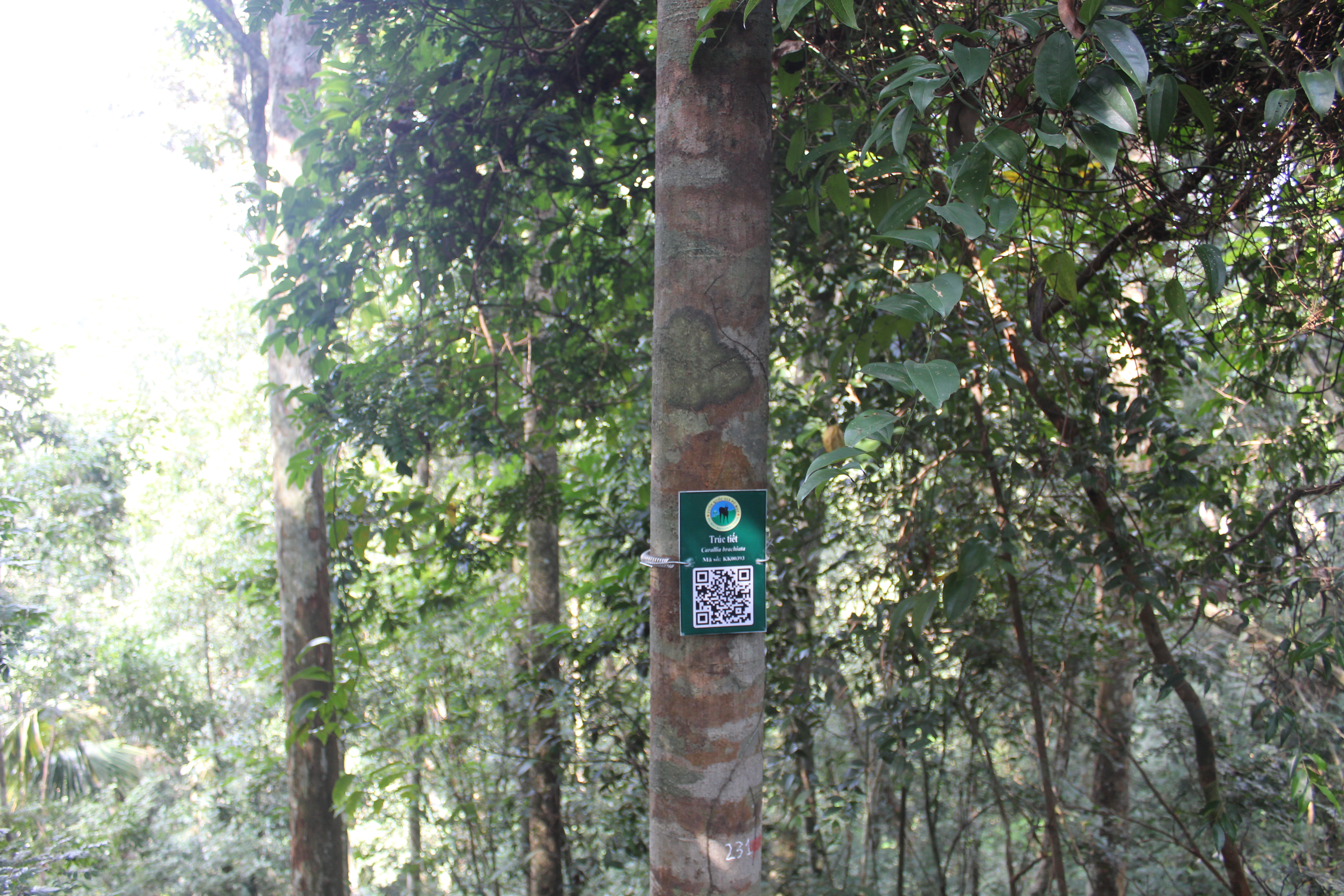 Trúc tiết