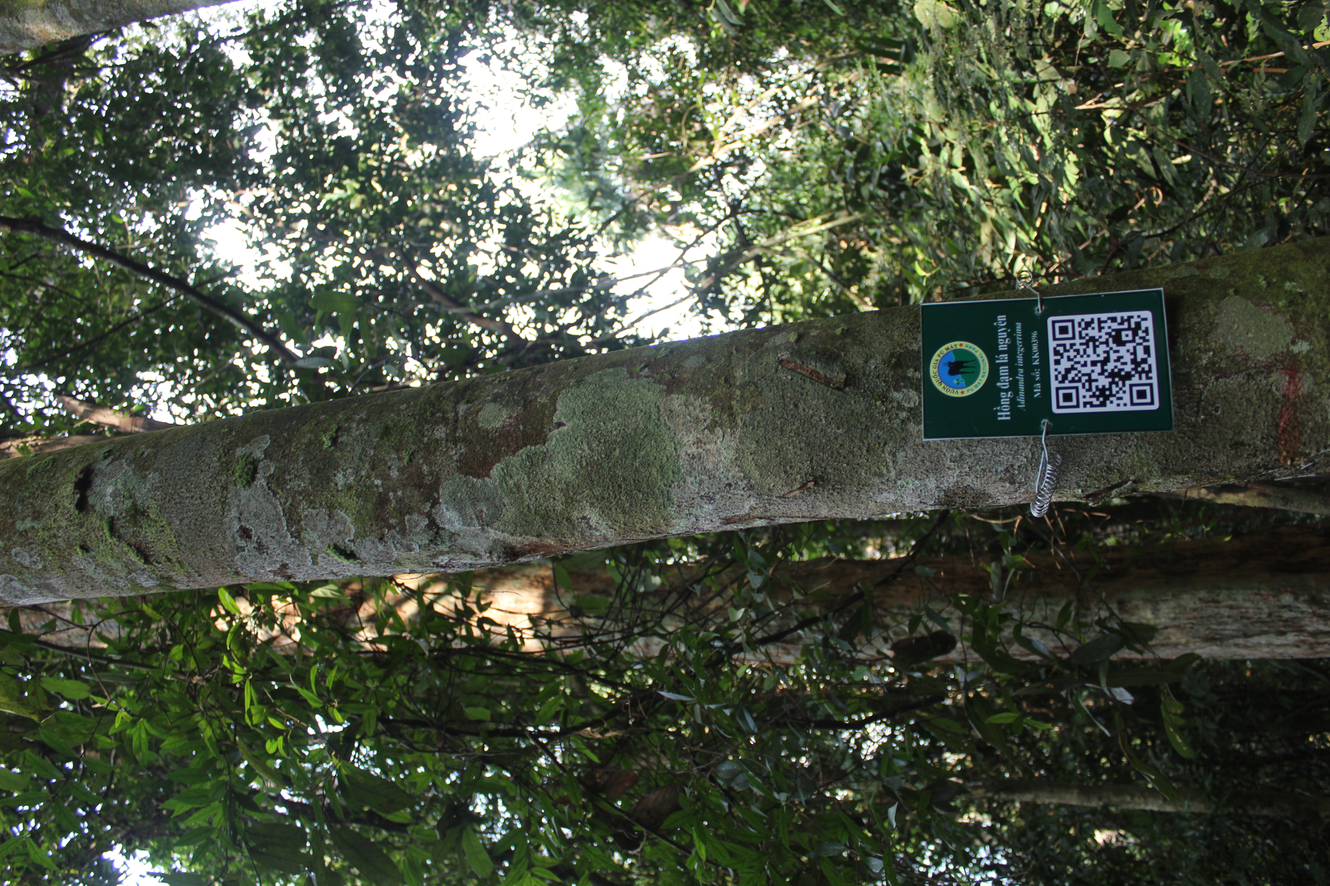 Hồng đạm lá nguyên