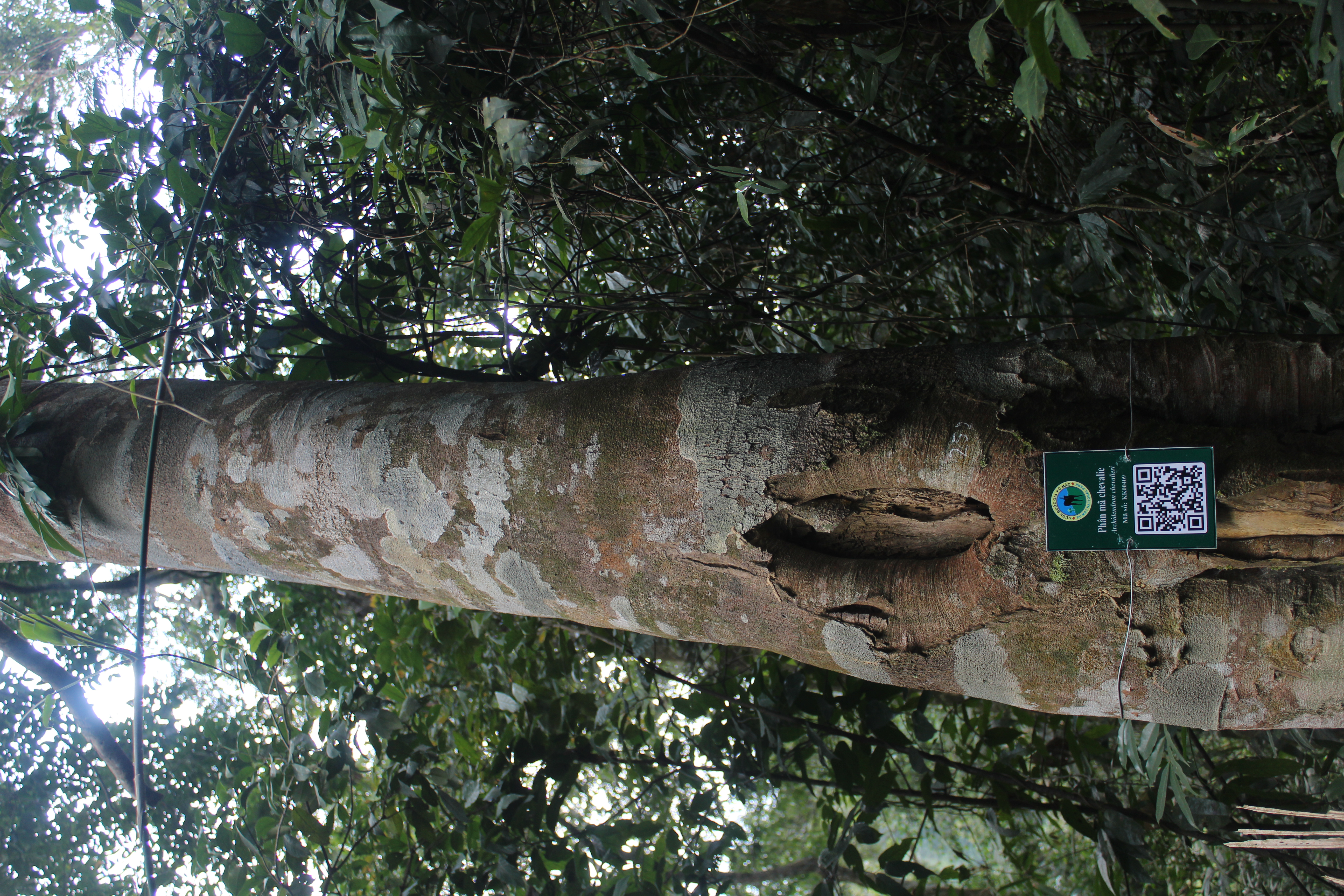 Phân mã chevalie