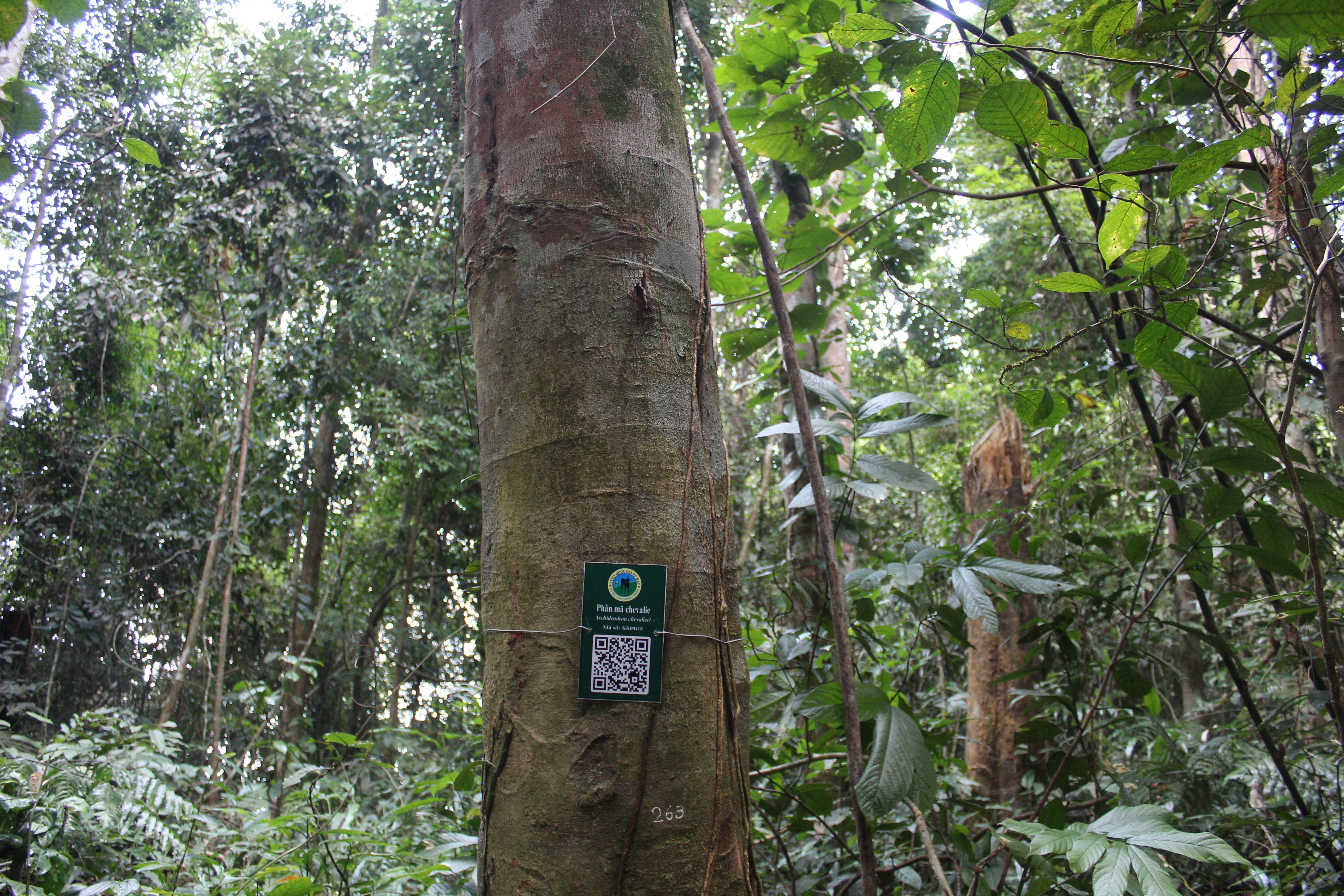 Phân mã chevalie
