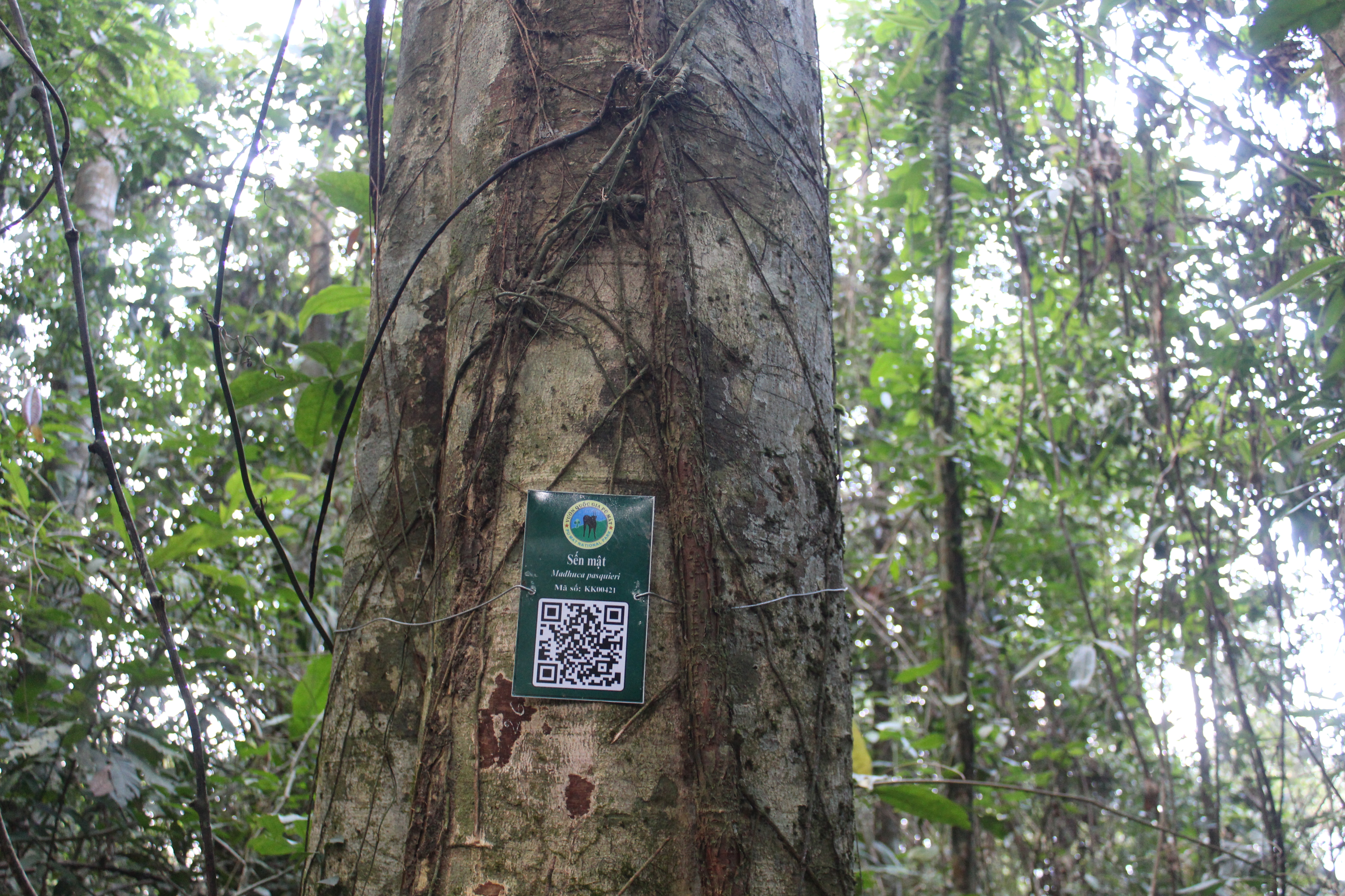 Sến mật