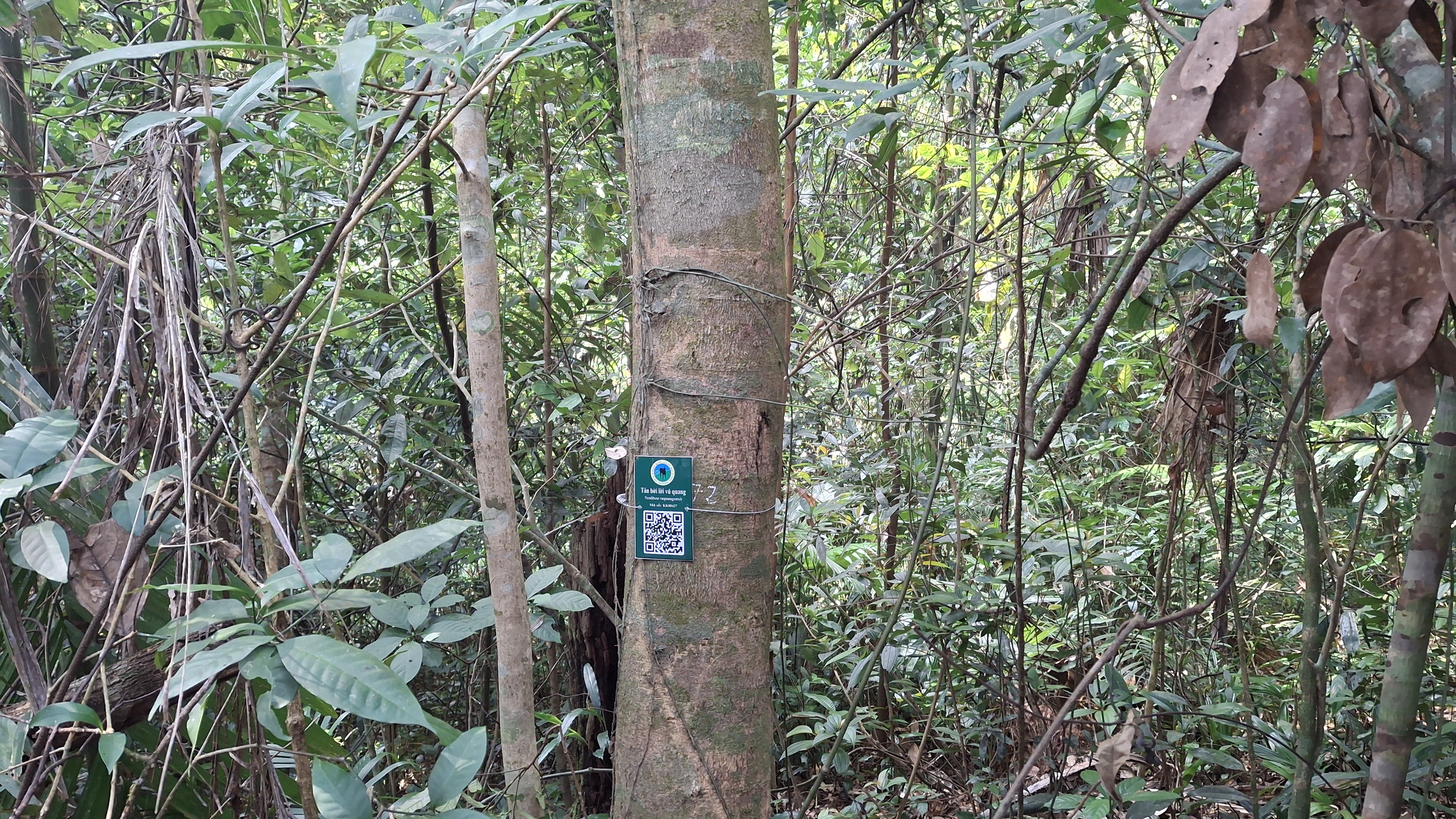 Tân bời lời vũ quang