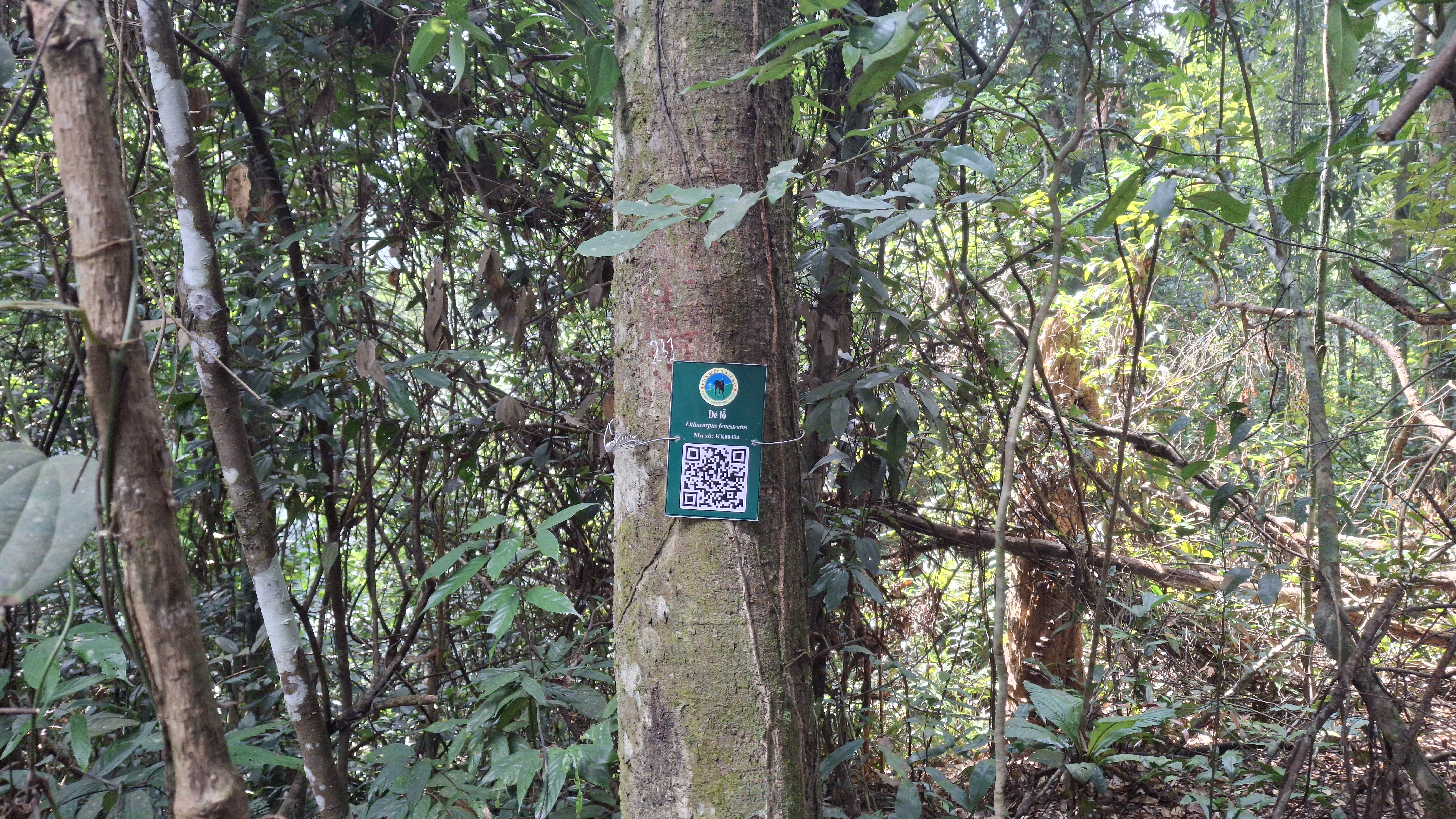 Dẻ lỗ